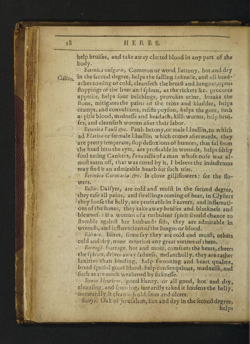 help bruifes, and take away clotted blood in any part of the body. Betonica vulgaris, Common or wood Bettony, hot and dry Pallet!, ^ the fecond degree, helps the falling ficknelle, and all head¬ aches coming of cold, cleanfeth the breaft and lungUes,opens Hoppings of the liver and fplcen, as the rickets 8cc. procures appetite, helps lour belchings, provokes urine, breaks the {tone, mitigates the pains of the reins and bladder, helps cramps,andconvulfions, refills poyIon, helps thegout, iuch as pilie blood, madnefle and headach, kills worms, help brui- {es,and cleanfeth women after their labor. Betonica Fault &-c. Pauls betony,or male Lluellin,to which ad E/^tir/e or fosmale Lluellin which comes afterwards, they t are pretty temperate, hop defluxions of humors, that fal from the head into the eyes, are profitable in wounds, helps filthy foul eating Cankers, Pe^telis of a man whofenofe was al- moft eaten off, that was cured by it, I beleeve the induftnous may find itan admirable hearb for fuch ufes. Betonzca Coronaria &c. Is clove gillifiowers: fee the flo¬ wers. Beilis. Daifye?, are cold and moifl in the fecond degree, they eafe all pains, and fwellings coming of heat, in Clyfiers they loofe the belly, are profitable in Feavers, and infkmatj- ons of the llones, they take away bruifes and blacknefs and blewnefs : if a woman ofa turbulent fpirit fbould chance to Humble againll her husbands fills, they are admirable in wounds, and inflamationsofthe lungusor blood. Blitnm. Bikes, feme fay they are cold and moift, others cold and dry, none mention any great vertues of them. Barrage, Bor rage, hot and moilt, comforts the heart, cheers the fpirit*, drives away fadnefs, melanchoily, they are rather laxkive than binding, help fwooning and heart qualms, breed fpecia] goud blood, help confumptions, madnefle, and fuch as are much weakened by ficknefle. Bonus Heuricw. good Henry, or all good, hot and dry, cleanfing, and fcouring* inwardly taked it loofens the belly, outwardly,it clean fen old foies and ulcers. Botrys.. Oak of Jeruialem5 hot and dry in the fecond degree, helps