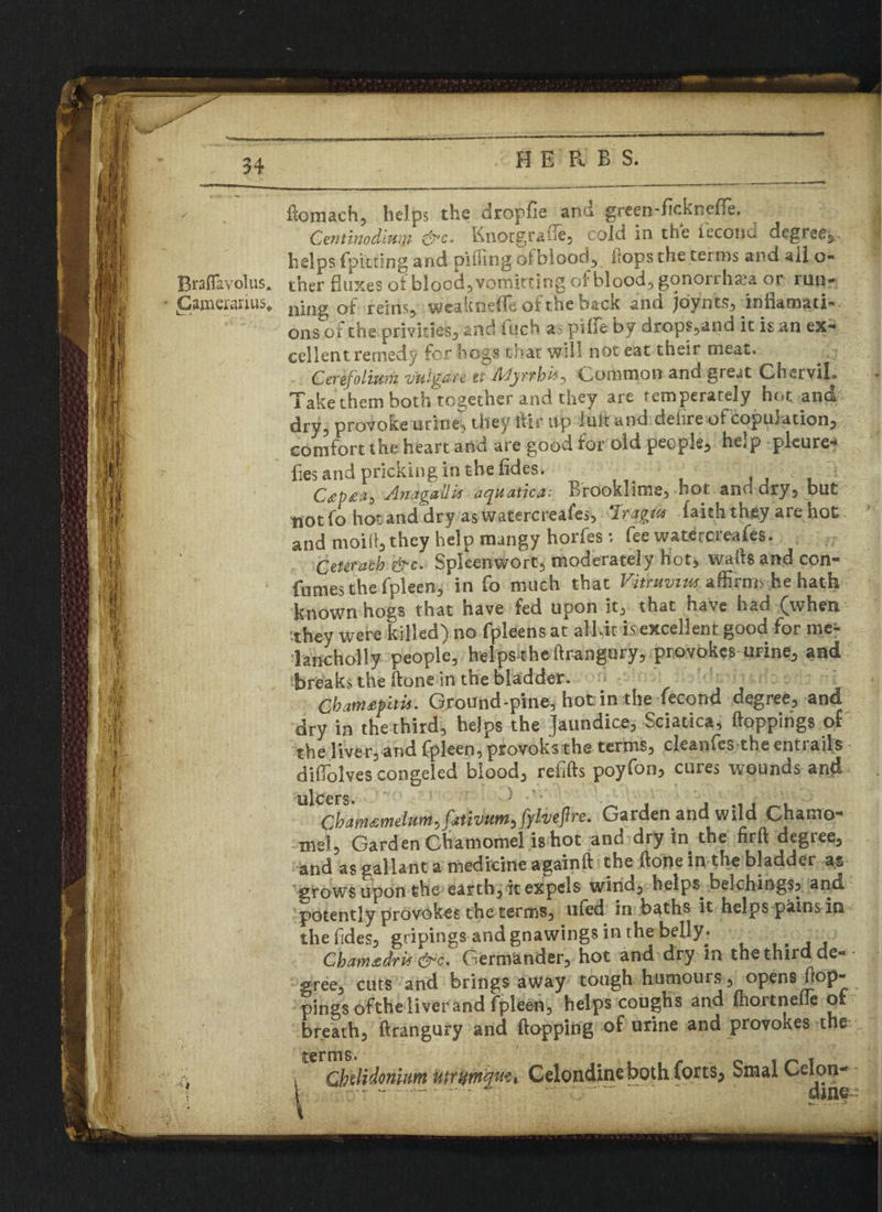 - ftcmach, helps the dropfie an* grcen-ficknefle. Centinddmiji ^*c. n O r gr.-i e- cold in the tecottu degree^, helps {pitting and piffing of blood, flops the terms and ail o- Braflavolus. tner fluxes of blood, vomitting of blood, gonorrhea or run- gameranus, n;ng Qf re;nS;i weakneffe of the back and joynts, infiamati- ons of the privities, and fuch as pifle by drops,and it is an ex¬ cellent, remedy for hogs that will not eat their meat. Cerefolimii vuljgnrt tt Myrrhis^ (Common and great Ghervil. Take them both together and they are temperately hot and dry, provoke urine, they lfir up lull and deiire of copulation, comfort the heart and are good for old people, help plcure- fies and pricking in the fides. C£t>£a> Jnagaiiis aquatica: Brooklime, hot and dry, but notfo hot and dry aswatercreafes, Iragtu faith they are hot and moilt, they help mangy horfes fee wateccreafes. Ceteracb &c. Spleen wort, moderately hot, wafts and con- fumes the fpleen, in fo much that Vitruvius affirms he hath known hogs that have fed upon it, that have had (when they were killed) no fpleens at all.it is excellent good for me- hncholly people, helps^heftrangury, provokes urine, and . breaks the ftone in the bladder. Cbamsfuis. Ground-pine, hot in the fecond degree, and dry in the third, helps the Jaundice, Sciatica, ftoppings of the liver, and fpleen, provoks the terms, cleanfes the entrails difiolves congeled blood, refills poyfon, cures wounds and ulcers* ) ' Chamtmdum.JativumJylvePre. Garden and wild Chatno- mei. Garden Chamomel is hot and dry in the firft degree, and as gallant a medicine againft the (lone in the bladder as >rowsupon the earthy it expels wind, helps belchingSj and potently provokes the terms, ufed in baths it helps pains in thefides, gripings and gnawings in the belly* , CbamtdrU&c: Germander hot and dry in the third de¬ gree, cuts and brings away tough humours , opens itop- pings ofthe liver and fpleen, helps coughs and (hortnelle ofc breath, ftrangury and flapping of urine and provokes the .a I Qhdidonium utrymqM**Celondine both forts^ Smal Celon- '* i -.— - .“ dine.