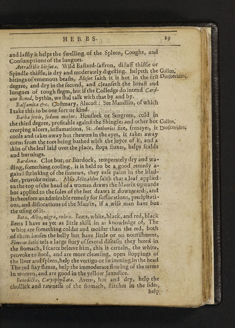 and laftly it helps the fwelling of the Spleen, Coughs, and Gonfump tions of the lungues. Attrattilis birfuta< Wild Baflard-fafFron, dalaft tndlle or Spindle-thiflle, is dry and moderately digefting. helpeth the Gallen; ^ bitingsofvenemous beafls, Jldefite faith it is hot in the firll lofeon degree, and dry in the fecond, and cleanfeth the bread and lungues of tough flegm, but if the Golledge do intend Ca^d- aw Benedt bythis, we fhal talk with that by and by. Baljamita &c, Coftmary, Alecoil. See Maudlin, or which I take this to be one fort or kind. Barbajovis^fedum majw. Houfleek or■ Sen green, cold In the third degree, profitable againfi the Shingles and other hot Gallen* creeping ulcers, informations, St .Anthonies fire, frenzyes, it Diofcondes. cools and takes away hot rhewms in the eyes, it takes away corns from th^ toes being bathed with the juyce of it, and a skin of the leaf laid over the place, flops fluxes, helps fcalds and burnings* ' < * Bardana. Clot bur, or Burdock, temperately dry and wa¬ ding, fomething cooling, it is held to be a, good remedy a- gainll fhrinking of the finnews, they eafe pains in the blad¬ der, provoke urine. Alfo Jidizaldw faith that a leaf applied * to the top ofthe head of a woman draws the Matrix upwards but applied to thefoles of the feet draws it downwards, and is therefore an admirable remedy for fuffdcations, precipitati- ons, and dillocatious of the Matrix, if a wife man have buc . the ufingot it. Beta, Alba, nigra, rubra.. Beets, white,b!ack, and red, black Beets I have as yet as little skill in as knowledge of, 1 he white ate fomething colder and moifterthan the red, both - of them ioofen the belly but have little or no nourifhment, Simeon Sethi telsa large ftory offeveral difeafes they breed in the flomach, I fcarce beleeve him, this is certain, the white, provoke to fiool, and are more cleanfing, open Hoppings of the liver and fpleen,hel>p the vertigo or fwimmingin the head The red flay fluxes, help the immoderate flowing of the terms in women, and are good in the yellow Jaundice. Benedicta> Caryopbjdata. Avene, hot and 'dry, help the chollick and rawnefie of the flomach, ftitches in the fides, ' help/ ’