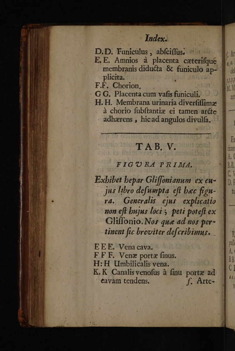 D.D. Funiculus , abfciffus;. ^ E.E. Amnios à placenta czterifque | membranis diducta &amp; funiculo ap- plicita. | F.F. Chorion, G G. Placenta cum vafis funiculi. H. H. Membrana urinaria diverfiffimz à chorio fübftantie ei tamen ar&amp;e adhaerens , hicad angulos divulfa.. TAB. V. FIGORA PRIMA. Exbibet bepar Gliffonianum ex cu-. jus Itbro defuipta. eft bec fign- rd. Generalis ejus explicatio | non eft bujus loci 5. peti poteft ex Gliffonio. Nos que ad nos per- tinent ftc breviter defcribimus. EEE, Vena cava. F FF. Ven porte finus. H:H Umbilicalis vena. K. K Canalis venofüs à finu porta ad eavam tendens. f. Arttc-