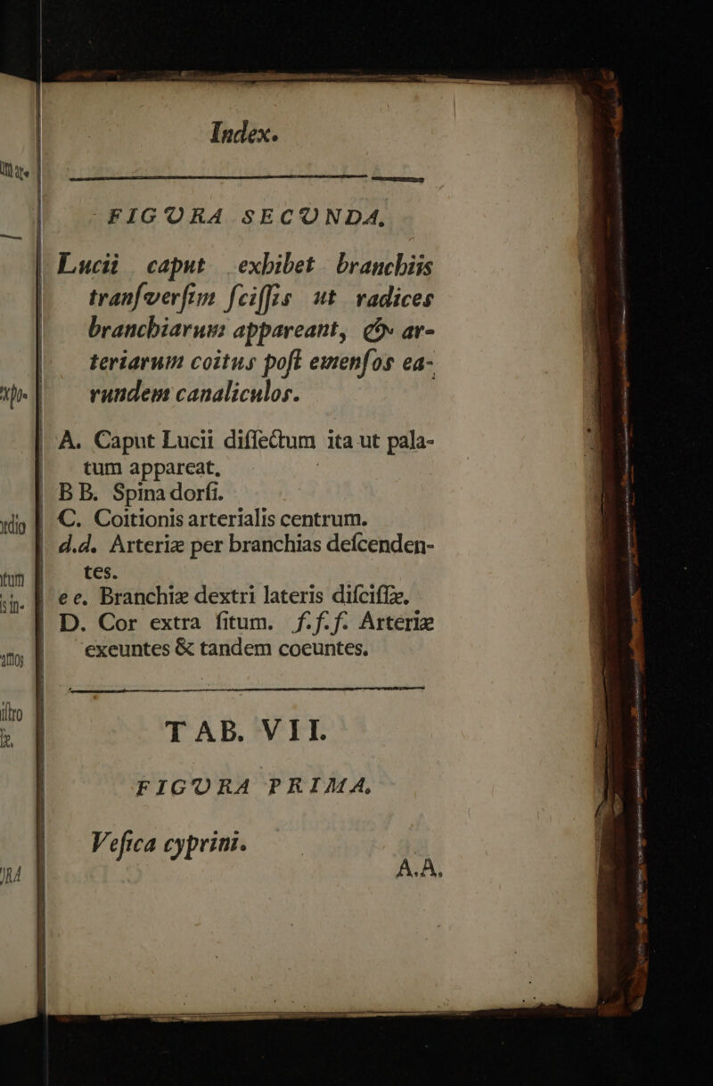 | ermcwpeUgu—á— FPIG'ORA SECONDA, Luci caput | exbibet | branchiis tran[verfin fciffis. wt. radices brancbiarus: appareant, cv ar- teriarum coitus pofl emenfos ea- rundem canaliculos. tum appareat, C. Coitionis arterialis centrum. I. d. Arteriz per branchias deícenden- tes. | D. Cor extra fitum. —)f.f.f. Arteriz exeuntes &amp; tandem coeuntes. T AB. VII. FIG'ORA PRIMA, Vefica cyprini. . £g ^ * 9 gsetsipos / BMESGEESFRU 71A in AS n (na : xen |i Loc NE Wo tegesetin n