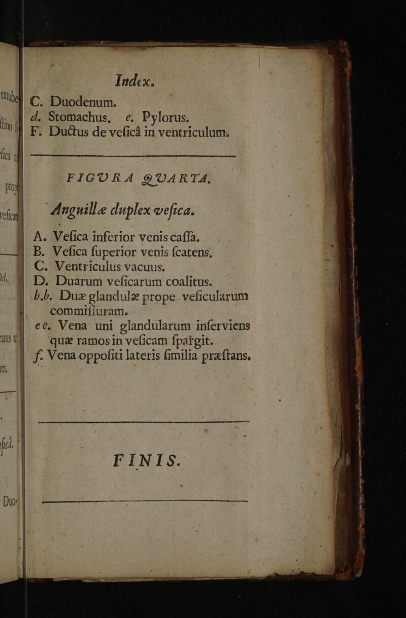be | C. Duodenum. M d. Stomachus, e. Pylorus. 9j F. Dudus de veficá in ventriculum. [ica di l FIGURA 9'OARTA. ud Anguille duplex veftca. ] | A. Vefica inferior venis caffa. B. Vefica fuperior venis fcatens. C. Ventriculus vacuus. ^ 8 D. Duarum veficarum coalitus. b.b. Dux glandule prope veficularum commifiuram. | ee. Vena uni glandularum inferviens USUE ^ qua ramosin veficam fpargit. | f. Vena oppofiti lateris fimilia praftans. n, | LO WANENCUR CNN iL bung ensi Mis GL Ute Sae paar eret cet