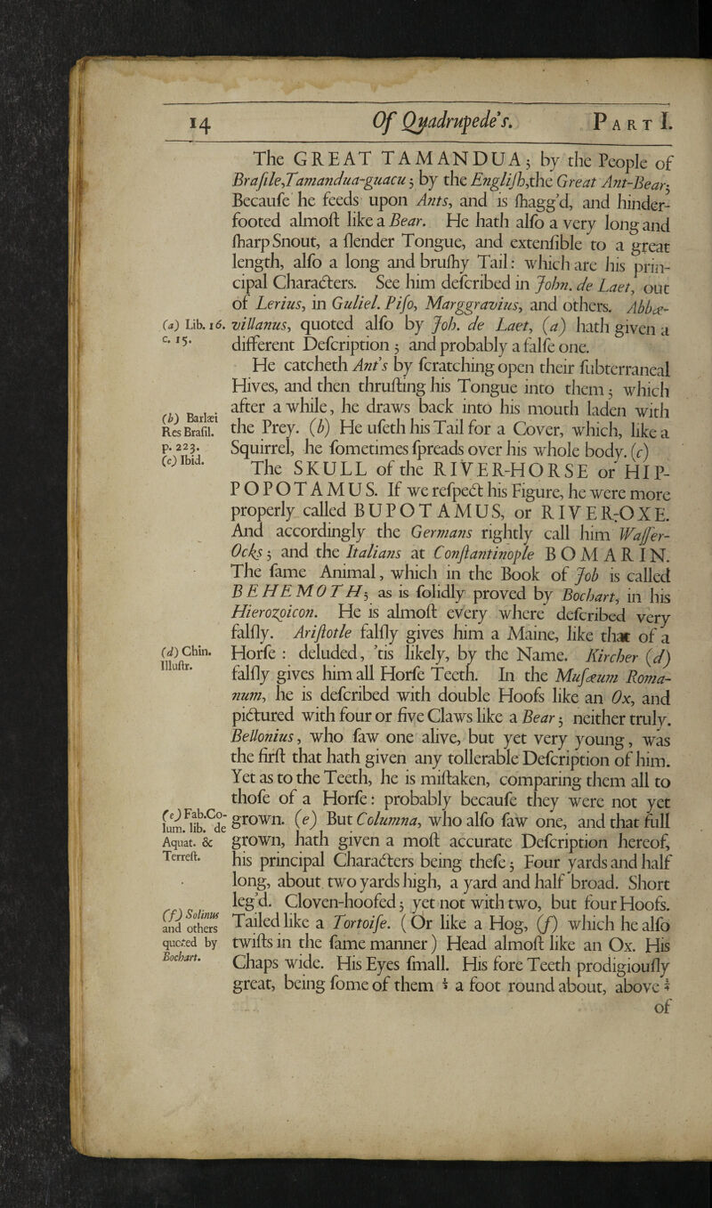 H (a) Lib. 16. c. 15. (b) Barlaei Res Brafil. p. 223. CO Ibia. (d) Chin. Illuftr. (e) Fab.Co- lum. lib. de Aquat. & Terreft. Cf) ^olinus and others qucited by Bochart. Of Ojiadrupede f. P a r t L The GREAT TAMANDUA; by the People of BrafileJ'amandua-guacu 3 by the Englijh.,th.c Great Ant-Bear- Becaufe he feeds upon Ants-, and is fhagg’d, and hinder¬ footed almoft like a Bear. He hath alfo a very long and lharp Snout, a flender Tongue, and extenfible to a great length, alfo a long and bruihy Tail: which are his prin¬ cipal Charadters. See him defcribed in John, de Laet, out of Lerius, in Guliel. Pifo, Marggravius, and others. Abba- villanus, quoted alfo by Joh. de Laet, (a) hath given a different Defcription 5 and probably a falfe one. He catcheth Ants by fcratchingopen their fubterraneal Hives, and then thrufting his Tongue into them 5 which after a while, he draws back into his mouth laden with the Prey, (b) He ufeth his Tail for a Cover, which, like a Squirrel, he fometimes fpreads over his whole body. U) The SKULL of the RIVER-HORSE or HIP¬ POPOTAMUS. If we refpedf his Figure, he were more properly called BUPOT AMUS, or RIVERrOXE. And accordingly the Germans rightly call him Wajfer- Ocks 3 and the Italians at Conft ant inop le B O M A R IN. The fame Animal, which in the Book of Job is called B E HE MO THi 3s is folidly proved by Bochart, in his Hierozpicon. He is almoft every where defcribed very falfly. Arijiotle falfly gives him a Maine, like that of a Horfe ; deluded, ’tis likely, by the Name. Kircher (d) falfly gives him all Horfe Teeth. In the Mufeeum Roma- num, he is defcribed with double Hoofs like an Ox, and pidtured with four or five Claws like a Bear 3 neither tmly. Bellonius, who faw one' alive, but yet very young, was the fifft that hath given any tollerable Defcription of him. Yet as to the Teeth, he ismiftaken, comparing them all to thofe of a Horfe: probably becaufe they were not yet grown, (e) But Columna, who alfo faw one, and that full grown, hath given a moll accurate Defcription hereof, his principal Charadters being thefe 3 Four yards and half long, about two yards high, a yard and half broad. Short leg’d. Cloven-hoofed 3 yet not with two, but four Hoofs. Tailed like a Tortoife. (Or like a Hog, (f) which he alfo twills in the fame manner) Head almoft like an Ox. His Chaps wide. His Eyes fmall. His fore Teeth prodigioufly great, being fome of them i a foot round about, above i