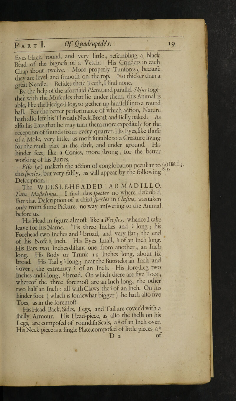 Eyes black, round, and very little 5 refembling a black Bead of the bignefs of a Vetch. His Grinders in each Chap about twelve. More properly Tunfores 5 becaufe they are level and fmooth on the top. No thicker than a .rreat N eedle. Befides thefe Teeth, I find none. ° By the help of the aforefaid P lates flnd parallel Skins toge¬ ther with the Mufcules that lie under them, this Animal is able, like the Hedge-Hog, to gether. up himfelf into a round ball. For the better performance of which action. Nature hatli alfo left his Throath,Neck,Breaft and Belly naked. As aifo his Ears,that he may turn them more expeditcly for the reception of founds from evdry quarter. His Eyes,like thofe of a Mole, very little, as molt fuitable to a Creature living for the molt part in the dark, and under ground. His hinder ftet, like a Conies, more ftrong, for the better working of his Buries. Pifo (a) maketh the adion of conglobation peculiar to this fpecies, but very falfly, as will appear by the following , Defcription. The WEESLE-HEADED ■ ARMADILLO. Tatu Mufielinus. I find this fpecies no where defcrib’d. For that Defcription of a third jpecies in Clufius, was taken only from fome Pidure, no way anfwering to the Animal before us. His Head in figure almoft like ^WeefteSy whence I take leave for his Name. 'Tis three Inches and » long 5 his Forehead two Inches and ^ broad, and very flat 3 the end of his Nofe i Inch. His Eyes fmall, 4 of an Inch long. ' His Ears two Inches diftant one from another 3 an Inch long. His Body or Trunk ii Inches long, about fix broad. His Tail 5 Hong 3 near the Buttocks an Inch and ^over, the extremity ^ of an Inch. His fore-Leg two Inches and ^ long, ^ broad. On which there are five Toes 3 whereof the three foremoft are an Inch long, the other two half an Inch : all with Claws the? of an Inch. On his hinder foot (which is fomewhat bigger) he hath alfo five Toes, as in the foremoft. His Head, Back, Sides, Legs, and Tail are cover d with a Ihelly Armour. His Head-piece, as alfo the (hells on his Legs, are compofed of roundifh Seals, a? of an Inch over. His Neck-piece is a Angle Plate,compofed of little pieces, a 4 D 2 of f