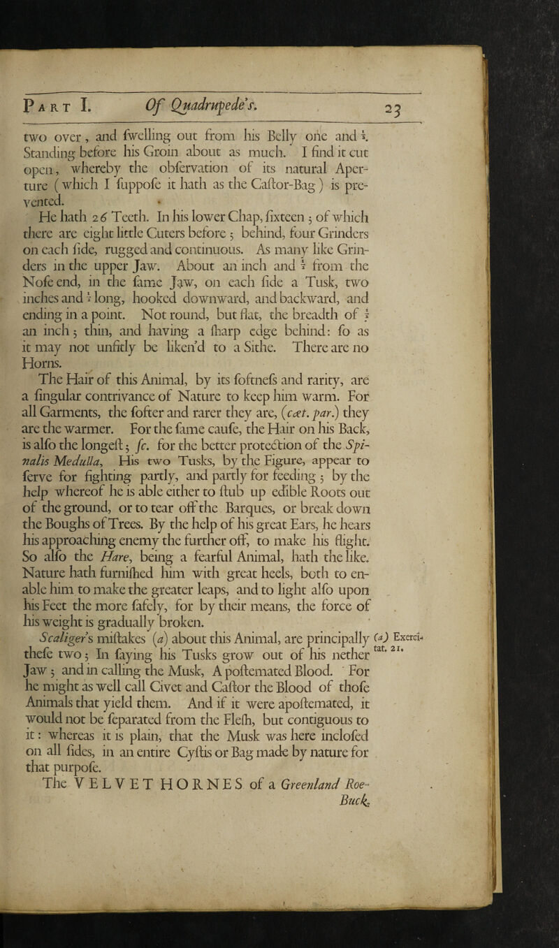 two over, aiid fwelling out from his Belly one and i Standing before his Groin about as much. I find it cut open, whereby the obfervation of its natural Aper¬ ture (which I iiippofe it hath as the Caftor-Bag) is pre¬ vented. He hath 2 6 Teeth. In his lower Chap, fixteen 5 of which there are eight little Cuters before 5 behind, four Grinders on each fide, rugged and continiious. As many like Grin¬ ders in the upper Jaw. About an inch and ^ from the Nofeend, in the fam^e J^w, on each fide a Tusk, two inches and Hong, hooked downward, and backward, and ending in a point. Not round, but flat, the breadth of j an inch 5 thin, and having a fliarp edge behind: fo as it may not unfitly be liken d to a Sithe. There are no Horns. The Hair of this Animal, by its foftnefs and rarity, are a fingular contrivance of Nature to keep him warm. For all Garments, the fofter and rarer they are, (c^et. par.) they are the warmer. For the fame caufe, the Hair on his Back, is alfo the longeft 5 fc. for the better protedtion of the Spi¬ nalis Medulla^ His two Tusks, by the Figure, appear to ferve for fighting partly, and partly for feeding 5 by the help whereof he is able either to flub up edible Roots out of the ground, or to tear off the Barques, or break down the Boughs of Trees. By the help of his great Ears, he hears his approaching enemy the further off, to make his flight. So alfo the Hare^ being a fearful Animal, hath the like. Nature hath furniftied him with great heels, both to en¬ able him to make the greater leaps, and to light alfo upon his Feet the more fafely, for by their means, the force of his weight is gradually broken. Scaligers miftakes (a) about this Animal, are principally (O Exem^ thefe two 5 In faying his Tusks grow out of his nether Jaw 5 and in calling the Musk, A poftemated Blood. For he might as well call Civet and Caftor the Blood of thofe Animals that yield them. And if it were apoftemated, it would not be feparated from the Fle(h, but contiguous to it: whereas it is plain, that the Musk was here inclofed on all fides, in an entire Cyftis or Bag made by nature for that purpofe. The. VELVETHORNESofa Greenland Roe- Buck-