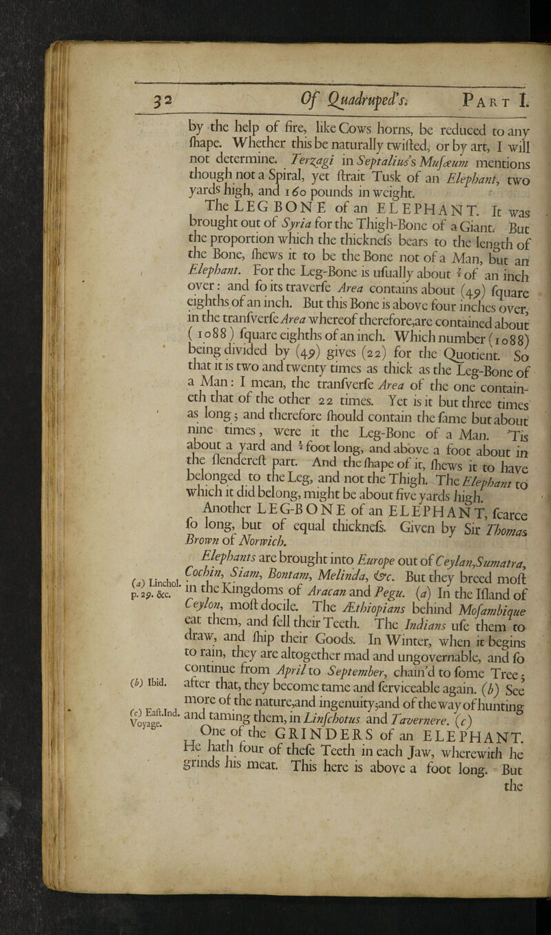 by the help of fire, like Cows horns, be reduced to any lhape. Whether this be naturally rwifted,' or by art, I will not determine, Ter^agi ixiSeptaliits’sMuftxum mentions though not a Spiral, yet ftrait Tusk of an Elephant, two yards high, and 16o pounds in weight. The LEG BONE of an ELEPHANT. It was OTought out of Syria for the Thigh-Bone of a Giant.- But the proportion which the thicknefs bears to the Icn<nh of the Bone, Ihews it to be the Bone not of a Man, but an Elephant. For the Leg-Bone is ufually about ^ of an inch over: and fo its traverfe Area contains about (431) fquare eighths of an inch. But this Bone is above four inches over in the tranfverfedre^? whereof therefore,are contained about' (1088) fquare eighths of an inch. Which number (1088) being divided by (43)) gives (22) for the Quotient. So that It IS two and twenty times as thick as the Leg-Bone of a Man. I mean, the tranfverfe Area of the one contain- cch thac of the other ee times. Yet ,s it but thr“ times as long 5 and therefore ihould contain the fame but about nine times, were it the Leg-Bone of a Man. Tis about a yard and 5 foot long, and above a foot about in the flendereft part. And the fliape of it, Ihews it to have belonged to the Leg, and not the Thigh. The Elephant to which It did belong, might be about five yards high Another L E G-B O N E of an E L E P H A N f, fcarce fo long, but of equal thicknefs. Given by Sir Thomas, Brown of Norwich. Elephants are brought into Europe out of Ceylan,Sumatra, M Linchoi. fo foe VmS'’ But they breed moft p; 2S. &C. Kingdoms of Aracan and Pegu, {a) In the Ifland of Ceylon, moft docile. The Ethiopians behind Mofambique eat them, and fell their Teeth. The InEans ufe them to draw, and Ihip their Goods. In Winter, when it begins to rain, they are altogether mad and ungovernable, and fo continue from April to September, chain’d to fome Tree • (i,) Ibid, after that, they become tame and ferviceable again, (b) See nr t ™ nature,and ingenuity5and of the way of hunting Voyage.’ ’ them, inLinfchotus and Tavernere. (c) ^ne ofthe GRINDERS of an ELEPHANT. He hath four of thefe Teeth in each Jaw, wherewith he grinds his meat. This here is above a foot long. But the i /