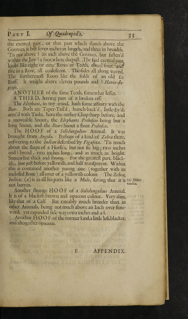 the exerted part, or that part which ftands above the Goomes, is but feven inches in length,; and three in breadth. 'Tis not above ^ a;n inch above the Goomes,. but fallen d within the Jaw ^ a foot,where deqpeft. ,The faid exerted part looks like eight'or nine Rows of Teeth, t4*eerfouf,^an^ five in a Row, all coalefcent. Thelides all along waved. The furthermofl: Roots like the folds of an old fet Ruff. It weighs ^ above eleven pounds and ^ Haver-dur \ife. ' ' . . ANOTHER of the fame Teeth, fomewhat leller. A THIRD, having part of it broken off. - The Elepha7it, in my mind, hath fome affinity with the Boar, Both are Taper-Taifd , hunch-bacEd, little-Ey’d,^ . arm'd with Tusks, have the nether Chap lharp before, and a moveable Snout 5 the Elephants Probofck being but a long Snout, and the Snout a (hort Prohofcis, The HOOF of a SoUdungulom Animal. It was brought from Angola. Perhaps of a kind of Zebra there, anfwering to the Indian defcribed by Pigafeta. Tis much about the fhape of a Horfe s, but not fo big 5 two inches and ^ broad , two inches long, and as much in height. Somewhat thick and ftroiig. For the greatefl: part, black- ilh 5 but juft before yellowifti, and half tranfparent. Within this is contained another young one (together with its inclofed Bone) all over of a yellowifh colour. The Zebras Indica, (a) is in all his parts like a Mule, faving that it is not barren. Another ftrange HOOF of a Solidungidous Animal. It is of a blackifh brown and opacous colour. Very thin, like that of a Calf But rateably much broader than in other Animals, being not much above an Inch over fore¬ ward, yet expanded fide-ways two inches and a i : Another HOOF of the former kind,a little lefs,blacker,> and altogether opacous. ^ , , iti) Aldrd^ vandus. F appendix. k E -A i - • a