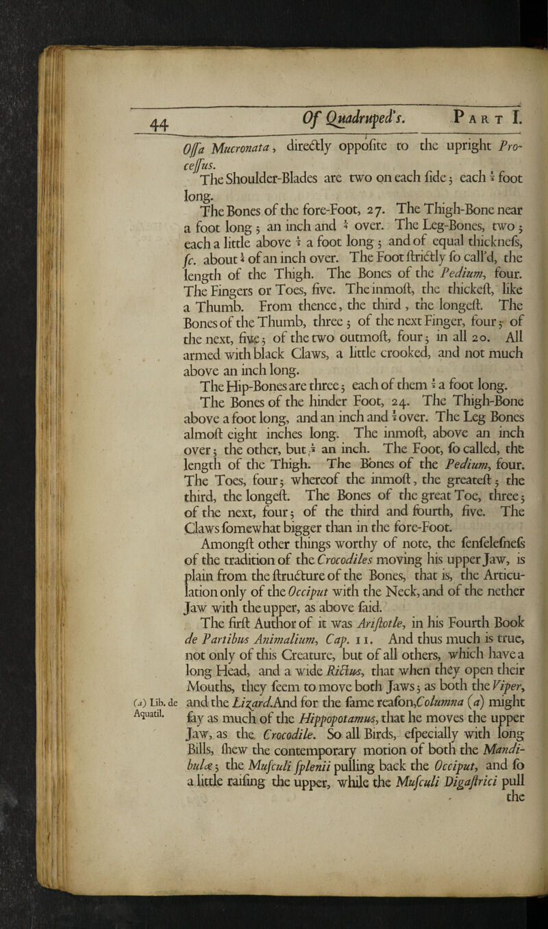 Ofa Mucronata, diredly oppofite to the upright Pro- cejfus. The Shoulder-Blades are two on each fide 5 each ^ foot long. The Bones of the fore-Foot, 27. The Thigh-Bone near a foot long 5 an inch and ^ over. The Leg-Bones, two 5 each a little above ^ a foot long 5 and of equal thicknefs, fc. about 4 of an inch over. The Foot ftridlyfo caird, the length of the Thigh. The Bones of the Tedium^ four. The Fingers or Toes, five. The inmoft, the thickeft, like a Thumb. From thence, the third , the longeft. The Bones of the Thumb, three 5 of the next Finger, four 5 of the next, fiv^, of the two outmoft, four 3 in all 20. All armed with black Claws, a little crooked, and not much above an inch long. The Hip-Bones are three 3 each of them ^ a foot long. The Bones of the hinder Foot, 24. The Thigh-Bone above a foot long, and an inch and \ over. The Leg Bones almoft eight inches long. The inmoft, above an inch over 3 the other, but an inch. The Foot, fo called, th& length of the Thigh. The Bones of the Tedium^ four. The Toes, four3. whereof the inmoft, the greateft3 the third, the longeft. The Bones of the great Toe, three 3 of the next, four 3 of the third and fourth, five. The Claws fomewhat bigger than in the fore-Foot. Amongft other things worthy of note, the fenfelefnels of the tradition of the Crocodiles moving his upper Jaw, is plain from the ftrudture of the Bones, that is, the Articu¬ lation only of the Occiput with the Neck, and of the nether Jaw with the upper, as above faid.' The firft Author of it was Anjiotle^ in his Fourth Book de Fartibus Animalium-, Cap. 11. And thus much is true, not only of this Creature, but of all others, which have a long Head, and a wide Ril^usy that when they open their Mouths, they feem to move both Jaws 3 as both the Fiper^ (a) Lib. de and the Lizard.And for the fame TC2i(on^Columna (a) might Aquatii. Qf Hippopotamus, that he moves the upper Jaw, as the Crocodile. & all Birds, efpecially with long Bills, Ihew the contemporary motion of both the Mandi- bidc^ 3 the Mufculi fplenii pulling back the Occiput, and fo adittle railing the upper, while the Mufculi Digafirici pull the