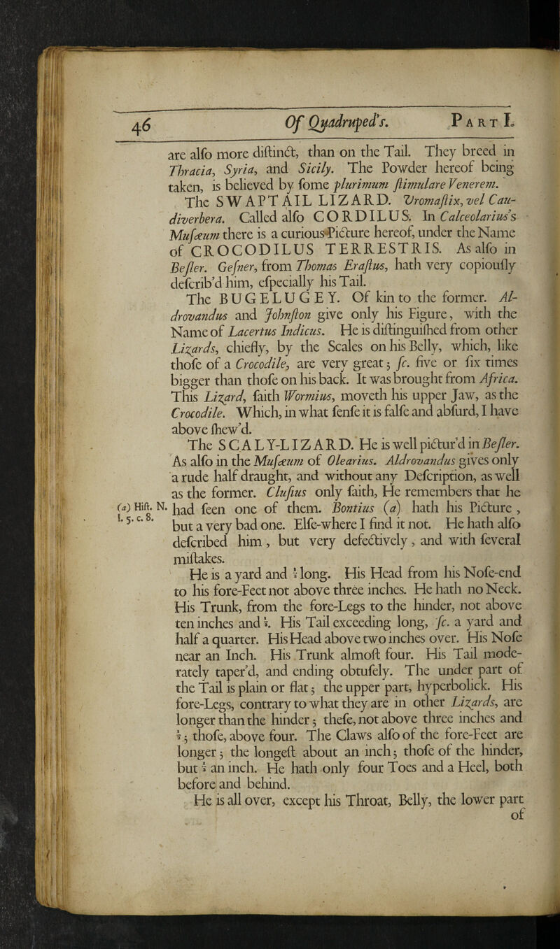 (a) Hift. !. 5. c. 8. are alfo more diftinft, than on the Tail. They breed in Thracia, Syria, and Sicily. The Powder hereof being taken, is believed by fome -phirimum fiimulare Venerevi. The SWAPTAIL LIZARD. Vromaflix, vel Cau- ' diverhera. Called alfo GORDILUS. Calceolariuds Mufeeum there is a curious>Pi6iure hereof, under the Name of CROCODILUS TERRESTRIS. As alfo in Bejler. Gefner, from Thomas Eraftus, hath very copioufly deferib’d him, efpecially Iris Tail. The B U G E L U G E Y. Of kin to the former. Al- drovandm and Johnfton give only his Figure, with the Name of Lacertus Indicus. He is diftinguiihed from other Lizards, chiefly, by the Scales on his Belly, which, like thofe of a Crocodile, are very great 5 /c. five or fix times bigger than thofe on his back. It was brought from Africa. This Lizard, faith Wormius, moveth his upper Jaw, as the Crocodile. Which, in what fenfe it is falfe and abfurd, I have above fhew’d. The S C A L Y-LIZ A R D. ' He is well pidur’d in Bejler. As alfo in the Mufaum of Olearius. Aldrovandus gives only a rude half draught, and without any Defeription, as well as the former. Clufius only faith. He remembers that he had feen one of them. Bontius (a) hath his Pidure, but a very bad one. Elfe-where I find it not. He hath alfo deferibed him , but very defedively, and with feveral miftakes. He is a yard and Hong. His Head from his Nofe-end to his fore-Feet not above thrd inches. He hath no Neck. His Trunk, from the fore-Legs to the hinder, not above ten inches and i. His Tail exceeding long, fc. a yard and half a quarter. His Head above two inches over. HisNofe near an Inch. His Trunk alrnofl four. His Tail mode¬ rately taper’d, and ending obtufely. The under part of the Tail is plain or flat; the upper part, hyperbolick. His fore-Legs, contrary to what they are in other Lizards, are longer than the hinder; thefe, not above three inches and i 5 thofe, above four. The Claws alfo of the fore-Feet are longer; the longefl about an inch; thofe of the hinder, but ^ an inch. He hath only four Toes and a Heel, both before and behind. He is all over, except Iris Throat, Belly, the lower part of