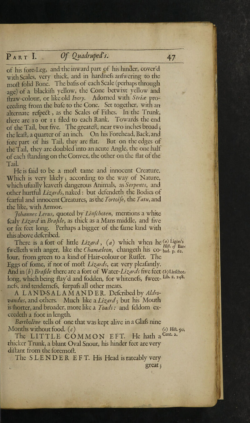 of his forcrLeg, and the inward part of his hinder, cover’d with Scales, very thick, and in hardnefs anfwering to the moft folid Bone. The bafis of each Scale (perhaps through age) of a blackilh yellow, the Gone betwixt yellow and ^ ftraw-colour, or like old Ivory. Adorned with Strict pro¬ ceeding from the bafe to the Cone. Set together, with an alternate refpeA , as the Scales of Hlhes. In the Trunks there are i o or 11 filed to each Rank. Towards the end of the Tail, but five. The greateft, near two inches broad 5 the leaft, a quarter of an inch. On his Forehead, Back, and fore part of his Tail, they are flat. But on the edges of the Tail, they are doubled into an acute Angle, the one half of each ftanding on the Convex, the other on the flat of the Tail. He is faid to be a moft tame and innocent Creature. Which is very likely 3 according to the way of Nature, which ufually leaveth dangerous Animals, ^sSerperitSy and other hurtful Lizards^ naked: but defendeth the Bodies of fearful and innocent Creatures, zsxhcTortoife^ the and the like, with Armor. Johannes Lents, quoted by Linfchoten, mentions a white fcaly Lizard in Brafile, as thick as a Mans middle, and five or fix feet long. Perhaps a bigger of the fame kind with this above defcribed. There is a fort of little Lizard, (a) which when . fwelleth with anger, like the Chamaeleon, changeth his co- bad. ^ elT lour, from green to a kind of Hair-colour or Ruflet. The Eggs of fome, if not of moft Lizards, eat very pleafantly. And in {b) Bra file there are a fort of WdXct'Lizards five feet c^)Linfchot/ long, which being flay’d and fodden, for whitenefs, fweet- nefs, andtendernefs, iurpafs all other meats. A LAND-SALAMANDER. Defcribed by and others. Much like aL/:^^r<^5 but his Mouth is {hotter, and broader, more like a Toady, and feldom ex- ceedeth a foot in length. Bartholine tells of one that was kept alive in a Glafs nine Months without food, (c) CO Hift. 50; The LITTLE COMMON EFT. He hath a thicker Trunk, a blunt Oval Snout, his hinder feet are very diftant from the foremoft. . The SLENDER EFT. His Head israteably very great 3