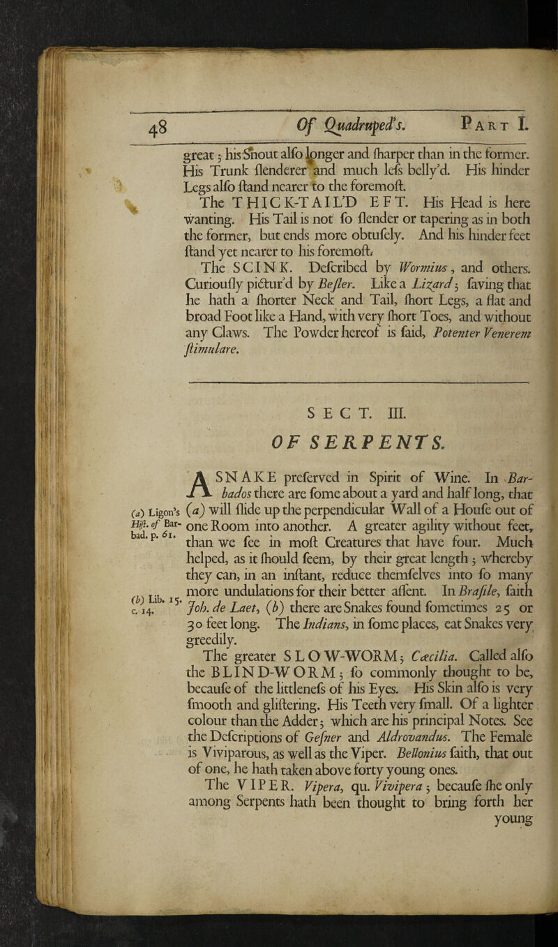 (a) Ligon’s Btfi, of Bar- bad. p. ^1. ih) Lib. 15 c. 14. great 5 his'^out alfo j^nger and fharper than in the former. His Trunk flenderer' and much lefs belly’d. His hinder Legs alfo (land nearer to the foremoft. The THICK-TAirD EFT. His Head is here wanting. His Tail is not fo flender or tapering as in both the former, but ends more obtufely. And his hinder feet ftand yet nearer to his foremoft.' The SCI NX. Defcribed by Wormius ^ and others. Curioufly picftur d by Bejler, Like a Lizard 5 faying that i he hath a ftiorter Neck and Tail, ftiort Legs, a flat and broad Foot like a Hand, with very Ihort Toes, and without any Claws. The Powder hereof is faid, Potenter Venerem flimulare. SECT. III. OF SERPENTS. A SNAKE preferved in Spirit of Wine. In ^ Bar¬ bados there are fome about a yard and half long, that (a) will Aide up the perpendicular Wall of a Houfe out of one Room into another. A greater agility without feet, than we fee in moft Creatures that have four. Much helped, as it Ihould feem, by their great length 5 whereby they can, in an inftant, reduce themfelves into fo many more undulations for their better alfent. In Brafile^ faith Job.de Laet^ (b) there are Snakes found fometimes 25 or 30 feet long. The Indians., in fome places, eat Snakes very greedily. The greater S LOW-WORM 3 Cczcilia. Called alfo the BLIND-W ORM 3 fo commonly thought to be, becaufe of the littlenefs of his Eyes. His Skin alfo is very fmooth and gliftering. His Teeth very fmall. Of a lighter colour than the Adder 3 which are his principal Notes. See the Deferiptions of Gefner and Aldrovandm. The Female is Viviparous, as well as the Viper. BeUonim faith, that out of one, he hath taken above forty young ones. The VIPER. Viperay qu. Vivipera 3 becaufe Ihe only among Serpents hath been thought to bring forth her young