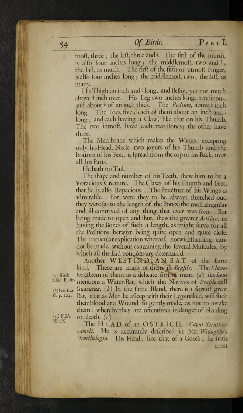 Of Birds. moft, three 3 the laft, three andi The firfl: of the fourth, is alfo four inches long 5 the middlemoft, two and ^ 3 the laft, as much. The firft of the fifth or utmoft Finger, is alfo four inches long 3 the middlemoft, two 3 the laft, as many. His Thigh an inch and ^ long, and flelhy, yet not much above i inch over. His Leg two inches long, tendinoui*, and about« of an iiaqh thick. The above ^ inch long. The Toes, five'3-each.pf them about an inch and ^ long 3 and each having a Clawriike that on his Thumb. The two inmoft, have each two Bones 3 the other have three. The Membrane which makes the Wings, excepting only his Head, Neck, two joynts of his Thumb and the bottom of his Feet, is fpread from the top of his Back, over all his Parts. He hath no Tail. The fhape and number of his Teeth, ftiew him to be a Voracious Creature. The Claws of his Thumb and Feet, that he is alfo Rapacious. The ftrudlure of his Wings is admirable. For were they to be always ftretched out, they were (as to the length of the Bones) the moft irregular and ill contrived of any thing that ever was feen. But being made to open and Ihut, fliew the greater Artifice^ in having the Bones of fuch a length, as might ferve for all the Pofitions betwixt being quite open and quite clofe. Tlie particular explication whereof, notwithftanding, can¬ not be made, without, examining the feveral Mufcules, by which all the faid’pofitibfjs-are determin'd. Another WEST-rNi^.!^ of the fame kind. There are manyof thefiiUhChine- Kirch. /e5 efteem of them as-a delicate, fort^tif meat, (a) Barldem mentions a Water-Bat, which the Natives of Brafile cdXl Res Bra- Cuacucua, (b) In the fame Ifland, there is a fort of great fii. p. 224. Bat, that as Men lie afleep with their Legs naked, will fuck their blood at a Wound fo gently made, as not to awake them: whereby they are oftentimes in danger of bleeding (c) Pifo’s to death, (c) The H E A D of an Q S T RIC H. . Capa Struthio- canieli. He is accurately defcribed in Mr. Willughh/s Ornithologia. His Head, like that of a Goofe 3 he hath great