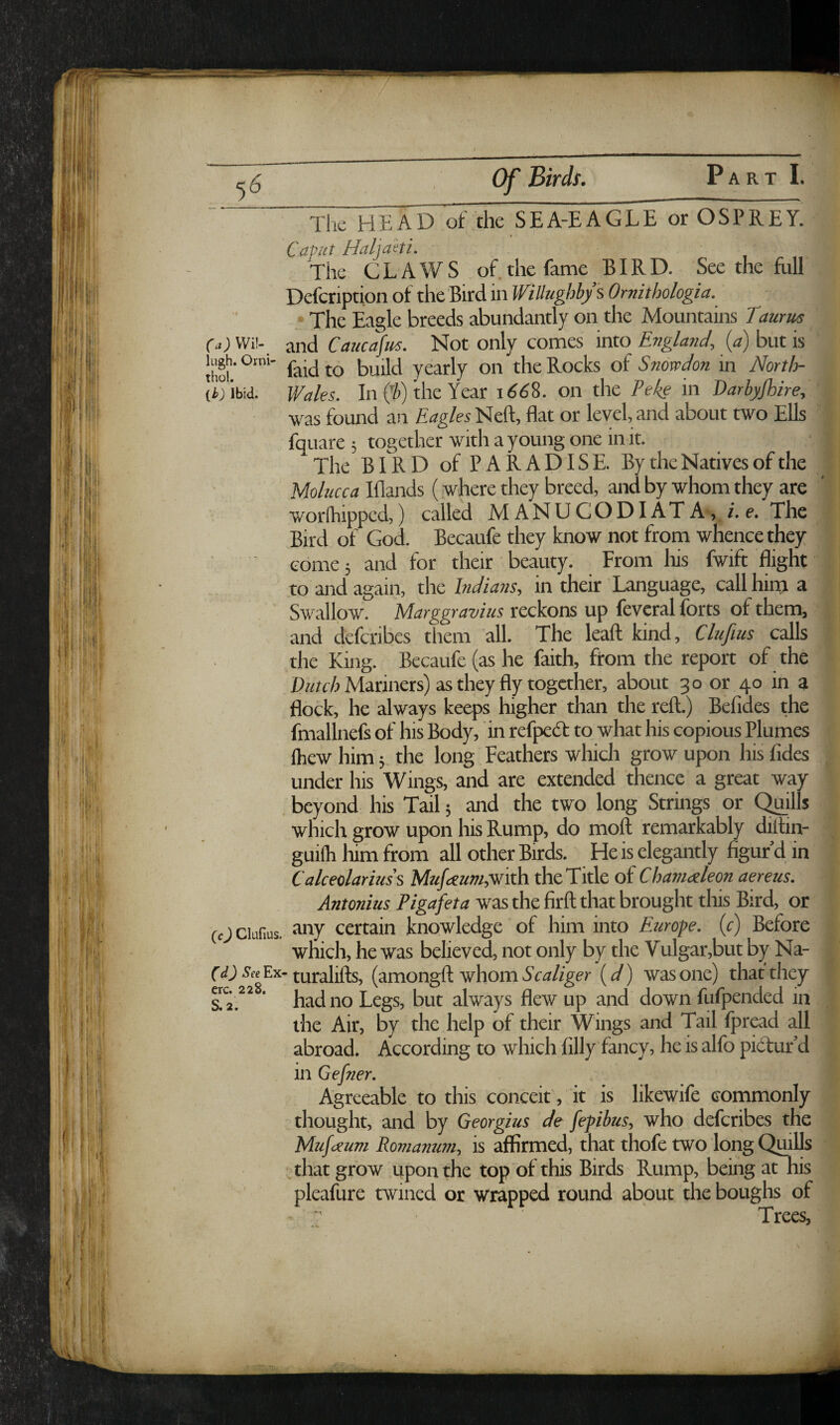The HEAD of the SEA-EAGLE or OSPREY. CaP/tt Hal]aiti. The CLAWS of.the fame BIRD. See the full Defcription of the Bird in WiUughby s Omithologia. The Eagle breeds abundantly on the Mountains Taunts rDWi!- ■irA Caucasus. Not only comes into but is thd' build yearly on the Rocks of Snowdon in NortH (ij lbid. Wales. In (^i) the Year 1668. on the Poke in Barbyjhire, ' - -was found an Eagles Neft, flat or level, and about two Ells fquare ; together with a young one in it. The BIRD of PARADISE. By the Natives of the Molucca Iflands (where they breed, and by whom they are •Vv^orfhippcd,) called M ANUCODI AT A, i. e. The .Bird of God. Becaufe they know not from whence they come, and for their beauty. From his fwift flight to and again, the hidians, in their Language, call hini a Swallow. Marggravius reckons up fevcral forts of them, and defcribes them all. The leafl; kind, Clufms calls the King. Becaufe (as he faith, from the report of the Mariners) as they fly together, about 30 or 40 in a flock, he always keeps higher than the reft.) Befides the fmallnefs of his Body, in refpedt to what his copious Plumes Ihew himthe long Feathers whidi grow upon his lides under his Wings, and are extended thence a great way , beyond his Tail; and the two long Strings or Chills which grow upon his Rump, do moft remarkably diftin- guilh him from all other Birds. He is elegantly figur d in Calceolariuss Mufeeumyif ith the Title of Chameeleon aereus. (Ociufius. certain knowledge of him into Europe, (c) Before which, he was believed, not only by the Vulgar,but by Na- SfcEx-(amongft whomYca/zger {d) wasone) thatthey a 2.^^  had no Legs, but always flew up and down fufpended in the Air, by the help of their Wings and Tail fpread all abroad. According to which filly fancy, he is alfo pictur’d Agreeable to this conceit, it is likewife commonly thought, and by Georgius de fepibus, who defcribes the Mufaeum Romanum, is affirmed, that thofe two long Quills