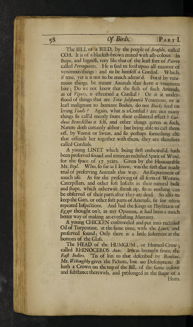 The BILL of a BIRD, By thb people of Bra file, called CO A. It is of a blackifli-brown mixed with afli-colour. In ftiape, and bignels, very like that of the leaft fort of Barret called Perroqueets. He is faid to feed upon all manner of venimous things : and to be himfelf.a Cordial. Which, if true, yet is it not to be much admir’d. For if by veni¬ mous things, be meant Animals, that have a venimous bite ; Do we not know that the fleih of fuch Animals, as of Vipers, is efteemed' a Cordial ? Or is it under- ftood of things that are Tota fubjlantia Venimous, or at leaft malignant to humane Bodies, do not Diicls feed on living Toads ? Again, what is a Cordial ? are not many things fo call’d meerly from their collateral eftecft > Car- duiis BenediHus it felf, and other things given as fiich, Namre doth certainly abhor; but being able to caft them ' off, by Vomit or Sweat, and fo perhaps fomething elfe that offends her together with them, they are therefore called Cordials. ■ • A young LINET which being firft embowel’d, hath . been preferved found and cntirean re(ftified Spirit of Winp, for the fpace of 17 years. Given by the Honourable Mr. Boyl. Who, fo far as I khow,^ was the firft that made trial of preferving Animals this way. ' An Experiment of much ufe. As for the preferving of all forts of Worms, Caterpillars, and other foft Infedfs in their natural bulk and lhape, which othefwife Ihrink up, fo as nothing can be obferved of their parts after they are dead. So alfo to keep the Guts, or other foft parts of Animals, fit for often repeated Infpedtions. ’Arid had the Kings or Phyfitians of Egypt thought on’t, in my Opiniony it had been a much better way of making an everlaiting Mummy. A young CHICKEN emboweled and put into redtified Oil of Turpentine, at the lame time, with the Linet, and preferved found; Only there is a htde fedement at the bottom of the Glafs. The HEAD of the HUMGUM, or Horned-Crow; called RHINOCEROS Avk. It^as brought from the Eaft Indies. ’Tis of kin to that defcribed by Bontim. Mr. Willoughby gives the Fidture, but^ no Dcfc^iptioh. It hath a Crown on the top of the Bill, of the fame colour and fubftance therewith, and prolonged in the lhape of a Horn,