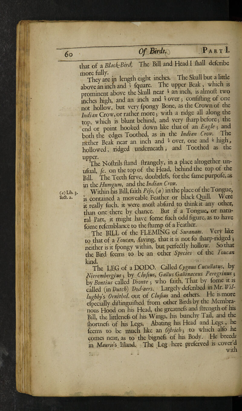 i 6o Of Birds. ART 1. (a') Lib. 3, Sed. 2. that of a Blaci-Bird, The Bill and Head I lhall defcribe more fully. -; i r-i n 1 r i They are in length eight inches. The Skull but a little above an incli and ^ fquare. The upper Beak, which is prominent above the Skull near * an inch, is almoft two inches high, and an inch and t over 5 confifting of one not hollow, but veryfpongy Bone, as the Crown of the hidian Crow, or rather more; with a ridge all along the top, which is blunt behind, and very lharp before; the end or point hooked down like that of an Eagle 5 and both the edges Toothed, as in the Indian Crow. The nether Beak near an inch and ^ over, one and ^ liigh, hollowed, ridged underneath, and Toothed as the *^^The Noftrils Band ftrangely, in a place altogether un- ufual, fc. on the top of the Head, b,ehind the top of the Bill. The Teeth ferye, doubtlcfs, for the fame purpofe, as xhc Htimgum, mdthc Incfian Crony. Within his Bill, faith Pifo, (a) in the place of the Tongue, IS contained a moveable Feather or black Quill. \y ere it really fucji, it were moft abfurd to think it any other, than one there by chance. But if a Tongue^ or nato- ral Part, it might have fome fuch odd figure, as to have fome refemblance to the flump of a Feather. “ The bill of the Fleming of Very like to that of a Toucan^ .faying, that it is not fb lharp-ridged 5 neither is it fpongy within, but perfectly hollow. So that the Bird feems to be an other Spem of the Toucan kind* ’'' The LEG of a DODO. Called Cygnm Cucullam, by tdierepihergius, by Cl^fln6■i Gallus Gallinaceus Peregrin^ y by Bontius called Bronte , who faitK That by fome it is called (in Butch) Bod-aers. Largely deferibed in Mr. Wil- lughbys Ornithol. out of Clufius and others. He is niore efpecially diftinguiftied from other Birds by the Membra¬ nous Flood on his Head, the greatnefs and ftrength of his Bill, the littlenefs of his Wings, his bunchy Tail, and the ihortnefs of his Legs. Abating his Head and Legs, he feems to be much like an Oftrich:, to which alfo he comes near, as to the bignefs of his Body. Vic bree^ m Uauri6% Illand. The Leg here preferved is cover d with