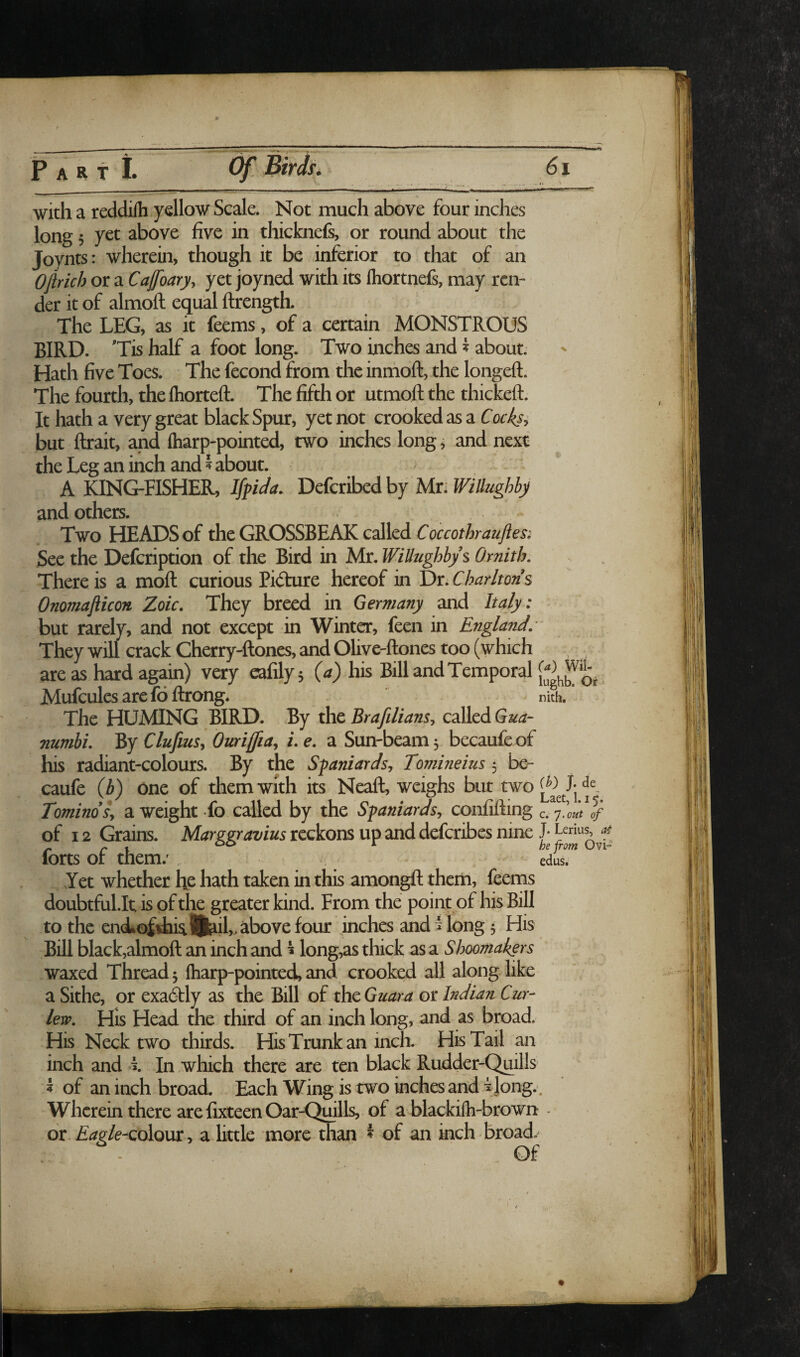 with a reddilh yellow Scale. Not much above four inches long; yet above five in thicknefi, or round about the Joynts: wherein, though it be inferior to that of an Oftrich or a Cajfoary, yet joyned with its Ihortnefi, may ren¬ der it of almoft equal ftrength. The LEG, as it feems, of a certain MONSTROUS BIRD. 'Tis half a foot long. Two inches and i about. Hath five Toes. The fecond from the inmoft, the longeft. The fourth, the Ihorteft. The fifth or utmoft the thickeft. It hath a very great black Spur, yet not crooked as a Cocksi but ftrait, and Iharp-pointed, two inches long, and next the Leg an inch and 5 about. A HNG-FISHER, Iffida. Defcribed by Mr; WiUughby and others. Two HEADS of the GROSSBEAK called Sec the Defeription of the Bird in Mr. Willughbys Ornith. There is a moll curious Pidhire hereof in Dr.Charltons Onomajlicon Zoic. They breed in Germany and Italy: but rarely, and not except in Winter, feen in England.  They will crack Cherry-ftones, and Olive-ftones too (which are as hard again) very eafilyj {a) his Bill and Temporal Mufculesarelbllrong. nith. The HOMING BIRD. By the Brafilians, called Gua- numbi. By Clufius, Oicri[fia, i. e. a Sun-beam 5 becaufe of his radiant-colours. By the Spaniards, Tomineius $ bo- caufe (b) One of them with its Neaft, weighs but two J- Tomino'sy a weight To called by the Spaniards, conlifting C. '].0Ut of of 12 Grains. Marggravius reckons up and deferibes nine J* Lenu^ ^ he from Ovi° edus. forts of them.' Yet whether h.e hath taken in this amongft them, feems doubtful.It is of the greater kind. From the point of his Bill to the en(iofdaia®^iI,> above four inches and ^ long 5 His Bill black,almoft an inch and ^ long,as thick as a iS hoomakfrs waxed Thready fliarp-pointed,and crooked all along like a Sithe, or exactly as the Bill of the Guara or Indian Cur¬ lew, His Head the third of an inch long, and as broad. His Neck two thirds. His Trunk an inch. His Tail an inch and i In which there are ten black Rudder-Quills 5 of an inch broad. Each Wing is two inches and ^ Jong. . Wherein there are fixteen Oar-Quills, of a blackilh-brown - 61 Eagle-QoXom^ a little more than ? of an inch broad. Of