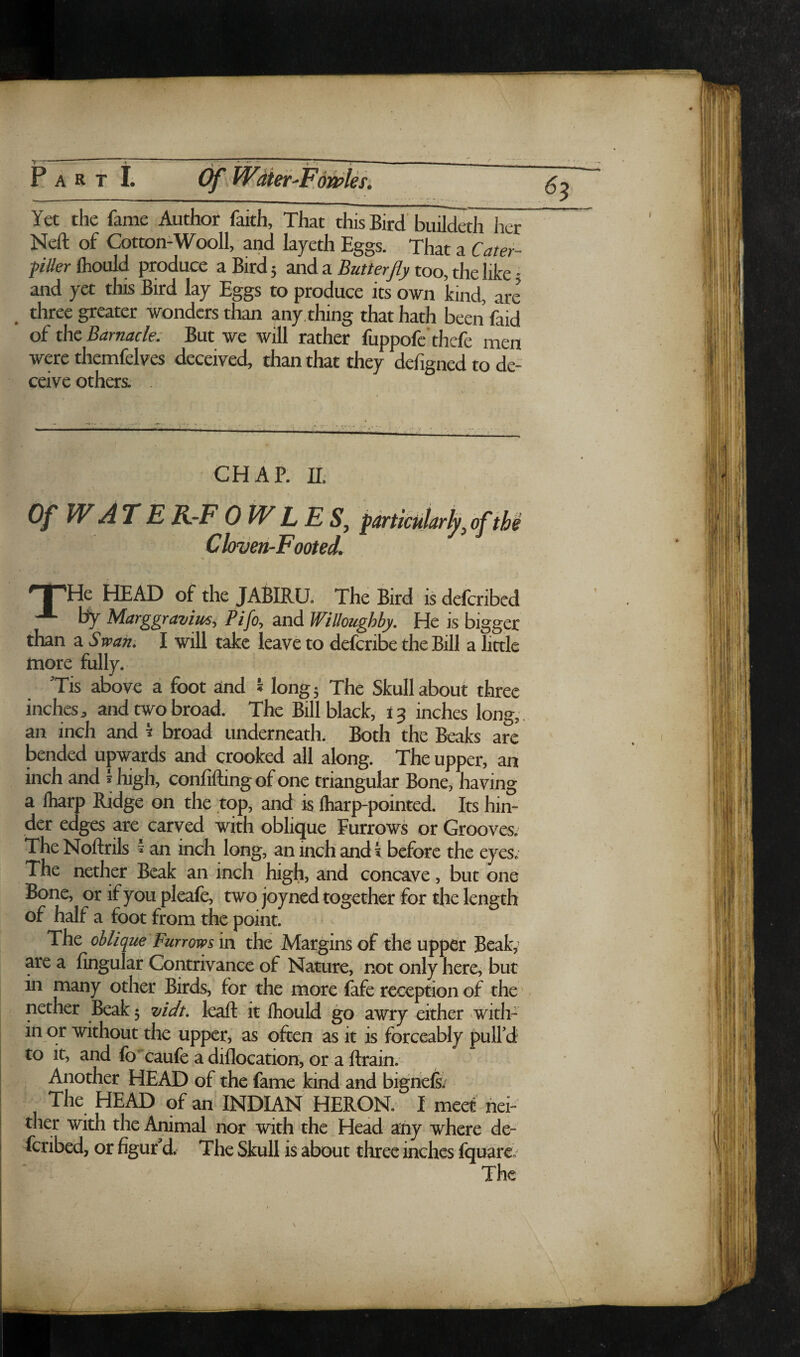 Yet the fame Author faith, That this Bird’ buildeth her Neft of Cotton-Wooll, and layeth Eggs. That a Catei- fiUer fliould produce a Bird j and a Butterfly too, the like • and yet this Bird lay Eggs to produce its own kind, are three greater wonders than any, thing that hath been faid of the Barnacle: But we will rather fuppofc’thefe men were themfelves deceived, than that they defigned to de¬ ceive others . CHAP. 11. 0 Of WATEK-FOWLES, pdrtii Cloven-Footed. i 'He HEAD of the JABIRU. The Bird is deferibed by Marggravitts, Pifo, and Willoughby. He is bigger than a S watt. I will take leave to deferibe the Bill a little more fully. ’Tis above a foot md '* long; The Skull about three inches, and two broad. The Bill black, 13 inches long,, an inch and t broad underneath. Both the Beaks are laended upwards and crooked all along. The upper, an inch and * high, confiftingof one triangular Bone, having a lharp Ridge on the top, and is iharppointed. Its hin¬ der edges are^ carved with obhque Furrpws or Grooves. The Noftrils ^ an inch long, an inch and k before the eyes.’ The nether Beak an inch high, and concave, but one Bone, or if you pleafe, two joyned together for the length of half a foot from the point. The oblique Furrows in the Margins of the upper Beaky are a lingular Contrivance of Nature, not only here, but in many other Birds, for the more (sfc reception of the nether Beak 5 vic/t. kail it Ihould go awry either with¬ in or without the upper, as often as it is forceably pull’d to it, and fo'caufe a dillocation, or a ftrain. Another HEAD of the fame kind and bigrie6. The HEAD of an INDIAN HERON. I meet nei¬ ther with the Animal nor with the Head any where de¬ feribed, or figur d. The Skull is about three inches Iquarey The