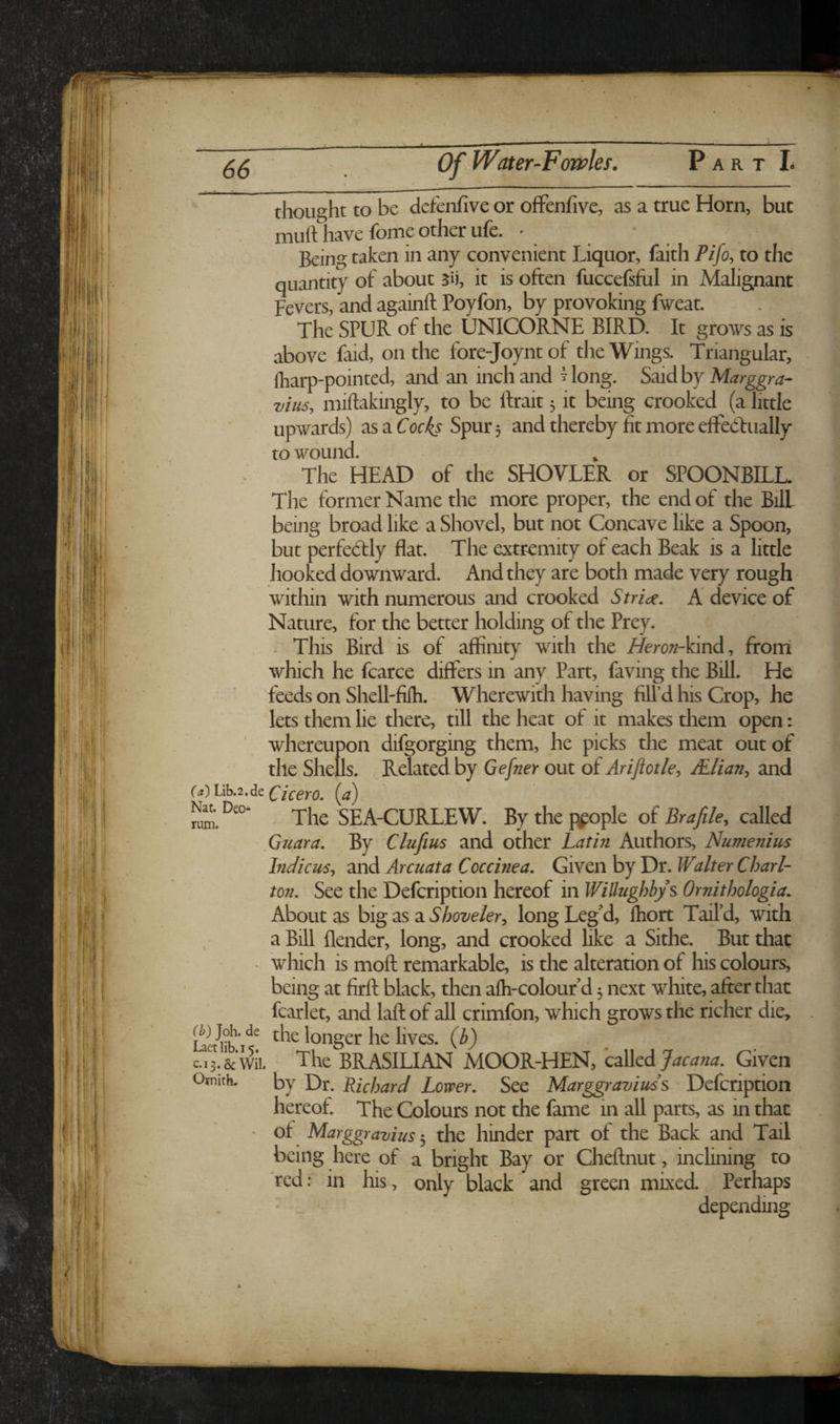 thought to be defenfive or oflPenfive, as a true Horn, but mull: have feme other ufe. ' * Being taken in any convenient Liquor, faith Pifo, to the quantity of about 5ii, it is often fuccefsful in Malignant Fevers, and againft Poyfon, by provoking fweat. The SPUR of the UNICORNE BIRD. It grows as is above faid, on the fore-Joyntof the Wings. Triangular, lharp-pointed, and an inch and ? long. Said by Marggra- vius, miftakingly, to be ftrait 5 it being crooked (a little upwards) as a Cocks Spur 3 and thereby fit more effedaially to wound. . ^ The HEAD of the SHOVLER or SPOONBILL. The former Name the more proper, the end of the Bill being broad like a Shovel, but not Concave like a Spoon, but perfectly flat. The extremity of each Beak is a little hooked downward. And they are both made very rough within with numerous and crooked Stride. A device of Nature, for the better holding of the Prey. This Bird is of affinity with the Heron-VmA, fforti which he fcarce differs in any Part, faving the Bill. He feeds on Shell'filh. Wherewith having fill’d his Crop, he lets them lie there, till the heat of it makes them open: ■ whereupon difgorging them, he picks the meat out of the Shells. Related by Gefnet out of Ariftotle^ JElian^ and (a)U\3.2At (Cicero, (a) N^. Deo- SEA-CURLEW. By the ppople of Bra file y called .Giiara. By Clufius and other Lathi Authors, Numenius Indicicsy and Arcuata Coccinea, Given by Dr. Walter Charl¬ ton, See the Defeription hereof in Willughbys Omithologia. About as big as a Shovelery long Legd, fhort Tail’d, with , a Bill {lender, long, and crooked like a Sithe. But that which is moft remarkable, is the alteration of his colours, being at firft black, then afh-colouf d 3 next white, after that fcarlet, and lalf of all crimfon, which grows the richer die, the longer he lives, {h) c.i3.&\vii. The BRASILIAN MOOR-HEN, called Given Opiith. by Dr. Richard Lower. See Marggraviuds Defeription hereof. The Colours not the fame in all parts, as in that • of Marggravius the hinder part of the Back and Tail being here of a bright Bay or Cheftnut, inclining to red: in his, only black and green mixed. Perhaps depending