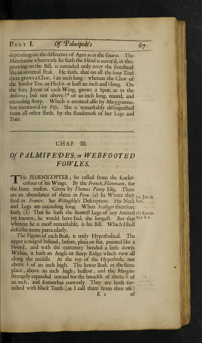 depending on the dtference of Ages as in the Guar a. The Membrane wherewith he faith the Head is cover d, in this, growing on the Bill, is extended only over the Forehead like an inverted Peak. He faith, that on all the four Toci there grows a Claw, ^ an inch long: whereas the Claw of the hinder Toe or Heel is at leaft an inch and ^ long. On the fore Joynt of each Wing, grows a Spur, as in the Anbima 5 but not above H of an inch long, round, and exceeding lharp. Which is omitted alfo by MarggraviuSy but mention’d by Pifo, She is remarkably diftinguifhed from all other Birds, by the flendernefs of her Legs and Toes. CHAP. IH; OfFALMIFET>E^;or WEBFOOTED FOWLES. npHe PH^NICOPTER^ So called from the fcarlet- colour of his Wings. By the Frenchy Flanmianty for the fame reafon. Given by Thomas Povey Efqj. There are an abundance of them in Peru, {a) In Winter they feed in Francci See WiUughbys Defcription. His Neck.L^et- and Legs are exceeding long. When Scaligerxhcxdosc faith, (b) That he hath the fhorteft Legs of any Animal {h) Exadt yet known 5 he would havefaid, the longeft. But that^^^*^*^* wherein he is moft remarkable, is his Bill. Whichlfhall defcribe more particularly^ The Figure of each Beak,- h truly Hyperbolical. The upper is ridged behind 3 before, plain or flat, pointed like a Sword, and with the extremity bended a little down^ Witliin, it hath an Angle or lharp Ridge which runs all along the middle. At the top of the Hyperbole, not above of an inch high. The lower Beak, in the fame , place, above an inch high 5 hollow, and the Margins llrangely expanded inward for the breadth of above ^ g£ an inch, and fomewhat convexly. They are both fur- nilhed with black Teeth (as I call them from .their ufe) K 2 of