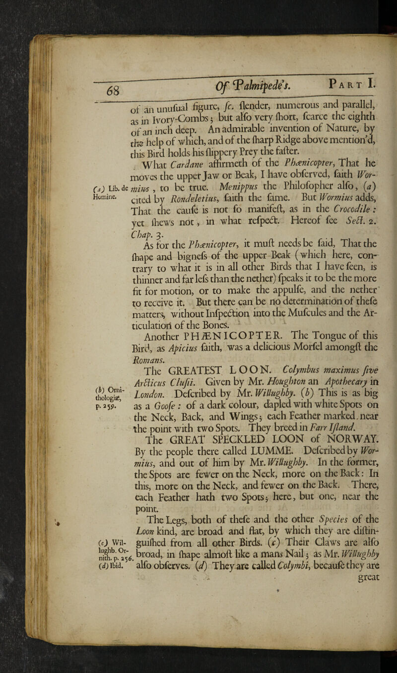 of an unufu^ figure, fc. flender, numerous and parallel, as in Ivory-Combs 5 but alfo very Ihort, fcarcc the eighth of an inch deep. An admirable invention of Nature, by the help of which, and of the lharp Ridge above mentionU this Bird holds his Ilippery Prey the fafter. Wliat Car Jane affirmeth of the Phanicopter, That he moves the upper Jaw or Beak, I have obferved, faith Wor- (a) Lib. de mim , to be true. Menippus the Philofopher alfo, (a) Homine. jionJeletius, faith the fame. But Wormius adds. That the caufe is not fo manifeft, as in the Crocodile: yet Ihews not, in what refpedt. Hereof fee SeCi. 2. Chap. 3. As for the Phaenicopter, it muft needs be faid, That the lhape and bignefs of the upper Beak (which here, con¬ trary to what it is in all other Birds that I have feen, is thinner and far lefs than the nether) fpeaks it to be the more fit for motion, or to make the appulfe, and the nether' to receive it. But there can be no determination of thefe matters, without Infpedtion into the Mufcules and the Ar- ticulatiori of the Bones. ■ Another PH.®NICOPTER. The Tongue of this Bird, as Apicius faith, was a delicious Morfel amongft the Romans, The GREATEST LOON. Colymbns maximus five ArPlicus Clufii. Given by Mr. Houghton an Apothecary in SiogSr Londori. Defcribed by Mr. WiUughby. (b) This is as big p- ’ as a Goofe: of a dark colour, dapled with white Spots on 'the Neck, Back, and Wings; each Feather marked, near the point with two Spots. They hrecd 'm Farr IJIand. The GREAT SPECKLED LOON of NORWAY. By the people there called LUMME. Defcribed by Wbr^ mius, and out of him by Mr. WiUughby. In the former, the Spots arc fewer on the Neck, more on the Back: In this, more on the Neck, and fewer on the Back. There, each Feather hath two Spots; here, but one, near the point. . The Legs, both of thefe and the other Species of the Loon kind, are broad and flat, by which they arc diftin- (c) Wii- guilhed from all other Birds, (r) Their Claws are alfo nUh!p.°'5i5. broad,, in lhape almoft like a mam Nail; as Air. WiUughby (^ijibid. alfo obferves. {d) They arc called Co/ywi/, becaufe they are . .. • great