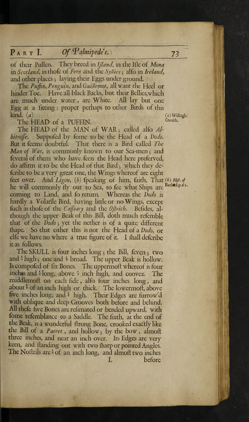 of their Pullen. They breed in IJlanJ^ in the Me of MoTia in Scotland^ in thofe of Fero and the Syllies 5 alfo in Ireland^ and other places 5 laying their Eggs under grpund. The Pengum^ and GuiUe7?iotj all want the Heel or hinder Toe. Have all black Backs, but their Bellies,which are much under water, are White. All lay but one Egg at a fitting: proper perhaps to other Birds of this kind, (a) (a) Wiiiugh.' The HEAD of a PUFFIN. The HEAD of the MAN of WAR3 cailbd .alfo Al- bitrojfe. Suppofed by fome to be the H^d of a Dodo, - But it feem^ doubtful. That there is a Bird called The Man of War, is commonly known to our Sea-men 3 and feveral of them who have feen the Head here preferved, do affirm it to be the Head of that Bird 5 . which they de- fcribe to be a very great one, the Wings whereof are eight feet over. And Ligon, {b) fpeaking of him,’ faith. That he will commonly fly out to Sea, to fee what Ships are coming to Land, and fo return. Whereas the Dodo is hardly a Volatile Bird, having little or no Wings, except fuch as thofe of the Cajfoary and the Oftrich. Befides, al¬ though the upper Beak of this Bill, doth much refemble that of the Dodo 5 yet the nether is of a quite different ffiape. So that either this is not the Head of a Dodo, or elfe we have no where a true figure of it. I lhall defcribe it as follows. The SKULL is four inches long 5 the Bill, feven 5 two and i high 5 one and ^ broad. The upper Beak is hollow,- Is compofed of fix Bones. The uppermoft whereof is four inchts and Hong,, above ^ inch high, and convex. The middlemofi: on each fide, alfo four inches long, and about I of an inch high or thick. The lowermoft, above five inches long, and ^ high. Their Edges are furrow’d with oblique and deep Grooves both before and behind. All thefe five Bones are refimated or bended upward, with fome refemblance to a Saddle. The fixth, at the end of the Beak, is a wonderful ftrong Bone, crooked exactly like the Bill of a Parret, and hollow 5 by the bow, almoft three inches, and near an inch over. Its Edges are very keen, and (landing out with two (harpor pointed Angles. The Noftrils are ? of an inch long, and almoft two inches L before