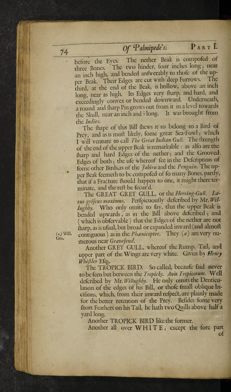 (a) Will. Orn. * Of ^almipdesi Part I. before the Eyes. The nether Beak is compofed of three Bones. The two hinder, four inches long, near an inch high, and bended anfwerably to thofe of the up¬ per Beak. Their Edges are cut with deep Furrows. The third, at the end of the Beak, is hollow, above an inch long,’ near as high. Its Edges very lharp, and hard, and exceedingly convex or bended downward. Underneath, a round and (harp Pin grows out from it in a level towards the Skull, near an inch and Hong. It was brought from the Indies. . , , • t, - j r The lhape of this Bill ihews it to belong to a Bird ot Prey, andasismoft likely, fome great Sea-Fowl 3 which I will venture to call The Great Indian Gull. Theftrength of the end of the upper Beak is remarkable: as alfo are the Lrp and hard E^ges of the nether 3 and the Grooved . Edges of both 3 the ufe whereof fee in the Defcription of fome other Birds,as of the Jahiru and the Penguin. The up¬ per Beak feemeth to be compofed of fo many Bones, partly, that if a Fradfure fhould happen to one, it might there ter- , minate, and the reft be fecur d. The GREAT GREY GULL, or the Herring-Gull. . Ld- rm grifeus maximus. Pcrfpicuoufly defcribed by Mr. WiT lughby. Who only omits to fay, that the upper Beak is bended upwards, as in the Bill above defcribed 3 and (which is obfervable) that the Edges of the nether are not lharp, as is ufual, but broad or expanded inward (and almoft contiguous ) as in the They {a) are very nu- iHerous near Grave fend. Another GREY GULL, whereof the Rump, Tail, and upper part of the Wings are very white. Given b) Henry Whiftler Efq3. The TROPICK BIRD. So called, becaufe faid never to be feen but between the 7V0//V45. Avk Troficorum. Well defcribed by Mr. Willughby. He only omits the Denticu- lation of the edges of his Bill, or thofe fmall oblique In- cilions, which, from their inward relpedt, are plainly made for the better retention of the Prey. Befides fome very Ihort Feathers on his Tail, he hath two Quills above half a yard long. Another TROPICK BIRD like the former. Another all over WHITE, except the fore part of t