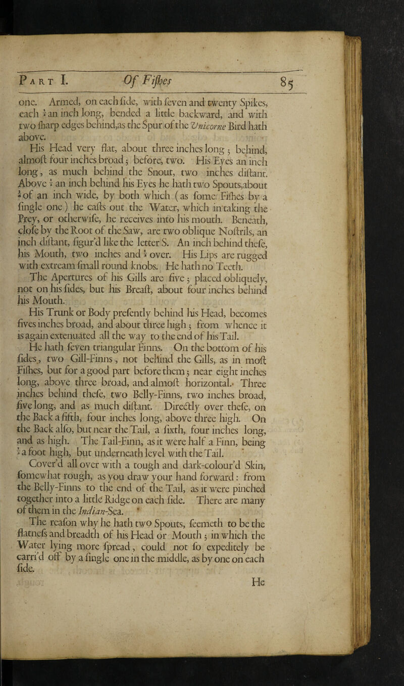 each j an inch long, bended a little backward, and with two lliarp edges behind,as the Spur of the Vnkorne Bird hath above. . His Head very flat, about three inches long 5 behind, almofl; lour inches broad j before, two. His Eyes an inch long, as much behind the Snout, two inches diftant. Above T an inch behind his Eves he hath two Spouts,about ^of an inch wide, by both which (as fome Fifhes by a fingle one) he cafts out the Water, which intaking the Prey, or otherwife, he receives into his mouth. Benekh, clofe by the Root of the Saw, are two oblique Noftrils, ah inch dillant, figur'd like the letter S. An inch behind thefe, his Mouth, two inches and ^ over. His Lips are rugged with extream fniall round knobs. He hath no Teeth. The Apertures of his Gills are five 5 placed obliquely, not on his fides, but his Breaft, about four inches behind his Mouth, His Trunk or Body prefently behind lois Head, becomes fives inches broad, and about three high 3 from whence it is again extenuated all the way to the end of his Tail. ' He hath feven triangular Finns. On the bottom of his fides,, two Gill-Finns, not behind the Gills, as in moft Filhes, but for a good part before them 3 near eight inches long, above three broad, and almoft horizontal.* Three inches behind thefe, two Belly-Finns, two inches broad, five long, and as much diftant. DirecStly over thefe, on the Back a fifth, four inches long, above three high. On the Back alfo, but near the Tail, a fixth, four inches long, and as high. The Tail-Finn, as it were half a Finn, being ^ a foot high, but underneath level with the Tail. Cover'd all over with a tough and dark-colour'd Skin, fomewhat rough, as you draw your hand forward; from the Belly-Finns to the end of the Tail, as it were pinched together into a little Ridge on each fide. There are many of them in the W/f?;z-Sea. The reafon why he hath two Spouts, feemeth to be the