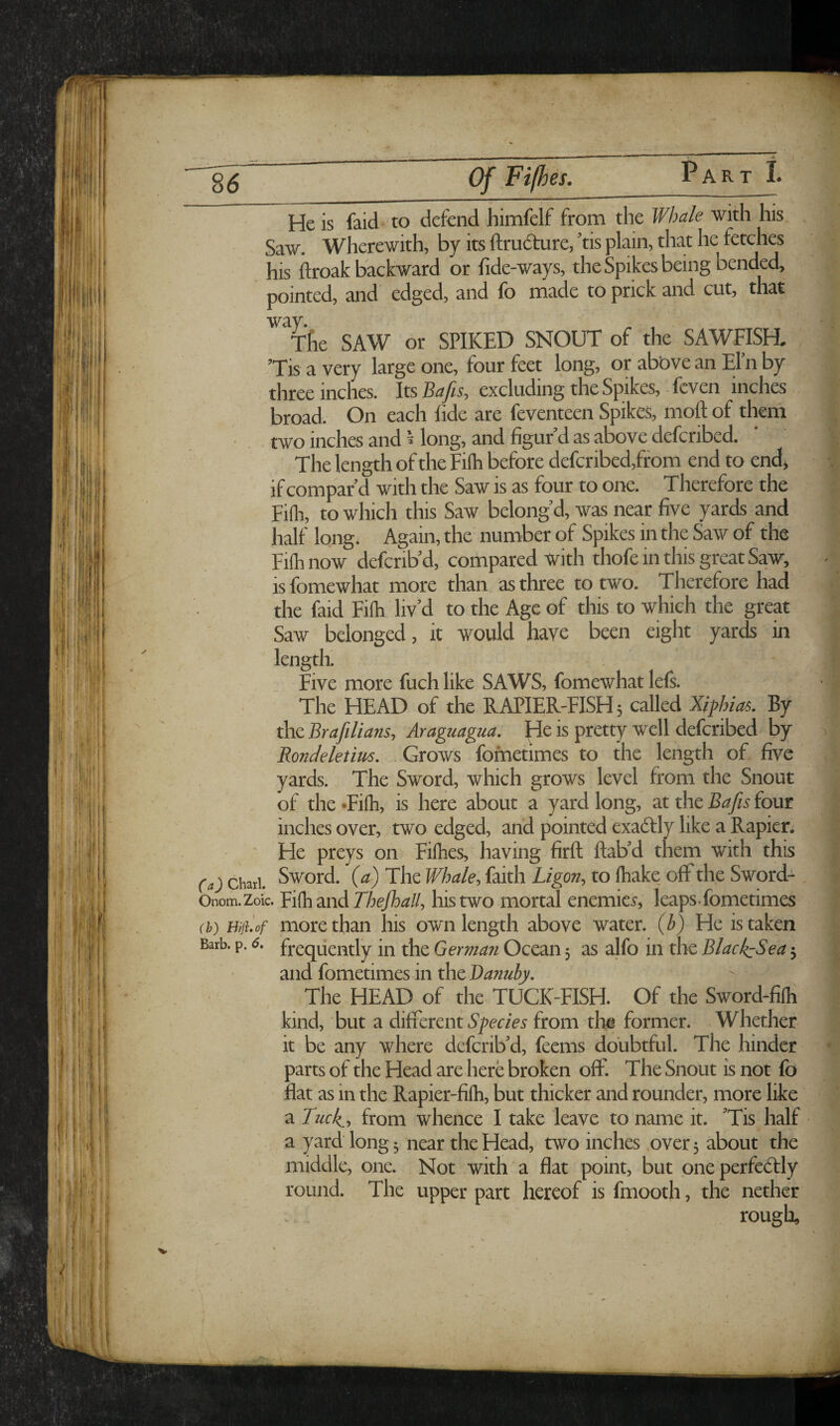 q Fi/hes. Part! He is faid to defend himfelf from the Whale with his Saw. Wherewith, by its ftrudure, ’tis plain, that he fetches his ftroak backward or fide-ways, the Spikes being bended, pointed, and edged, and fo made to prick and cut, that way. ^ , Tfie SAW or SPIKED SNOUT of the SAWFISH, ’Tis a very large one, four feet long, or abbvean Eln by three inches. Its Bafis, excluding the Spikes, -feven inches broad. On each fide are feventeen Spikes, moft of then! two inches and ^ long, and figur’d as above deferibed. The length oftheFifh before deferibed,from end to end^ if compar’d with the Saw is as four to one. Therefore the Fifh, to which this Saw belong’d, was near five yards and half long. Again, the number of Spikes in the Saw of the Filhnow defcrib’d, compared with thofe in this great Saw, is fomewhat more than as three to two. Therefore had the faid Fifli liv’d to the Age of this to which the great Saw belonged, it would have been eight yards in length. Five more fuch like SAWS, fomewhat lefi. The HEAD of the RAPIER-FISH 5 called Xiphias. By the Brafilians, Araguagua, ]^e is pretty well deferibed/ by Rondektim, . Grows fofnetimes to the length of five yards. The Sword, which grows level from the Snout of the •Fifh, is here about a yard long, at the Bafis four inches over, two edged, and pointed exadfly like a Rapier. He preys on Fifhes, having firft ftab’d them with this (a) Chari. Sword. (a) The Whale^ faith Ligon^ to lhake off the Sword- Onom.Zoic. 'Fifhmd Thejhall, his two mortal enemies, leaps.fometimes (b) Hijhof more than his owm length above water, (b) He is taken Barb. p. 6. fpequgj^tly in the German Ocean 5 as alfo in the BlackzSea 5 and fometimes in the Bamiby, The HEAD of the TUCK-FISH. Of the Sword^fifli kind, but a different Species from the former. Whether it be any where deferib’d, feems doubtful. The hinder parts of the Head are here broken oflP. The Snout is not fo flat as in the Rapier-fifti, but thicker and rounder, more like a from whence I take leave to name it. ’Tis half * a yard long 5 near the Head, two inches over 3 about the middle, one. Not with a flat point, but oneperfedUy round. The upper part hereof is fmooth, the nether rough.