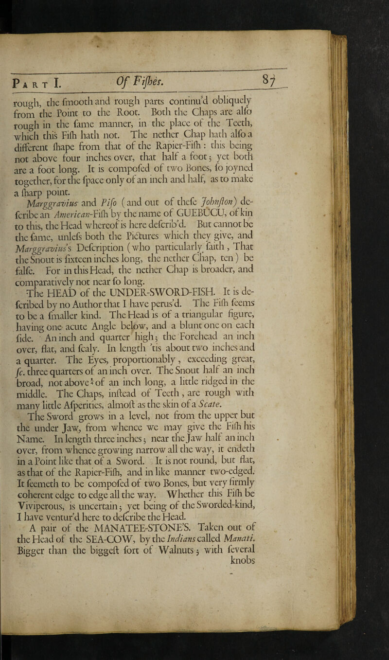 rough, the fmooth and rough parts continu d obliquely from the Point to the Root. Both the Chaps are alfo rough in the fame manner, in the place of the Teeth, which this Fiih hath not. The nether Chap hath alfo a different lhape from that of the RapierTifh: this being not above four inches over, that half a foot 3 yet both are a foot long. It is compofed of two Bones, fo joyned together, for the fpace only of an inch and half, as to make a (harp point. Marggravius and Pifo (and out of thefe Johnfton) de- fcribean Aviericati-Vi^ci by the'name of GUEBUCU, of kin to this, the Head whereof is here defciib'd. But cannot be the fame, unlefs both the Pidtures which they give, and Marggravims Defcription (who particularly faith, That the Snout is fixteen inches long, the nether Chap, ten) be falfe. For in this Head, the nether Chap is broader, and comparatively not near fo long. The HEAD of the UNDER-SWORD-FISH. It is de- fcribed by no Author that I have penis d. The Fi(h feems to be a fmaller kind. The Head is of a triangular figure, having one-acute Angle below, and a blunt one on each fide. • An inch and quarter high 5 the Eorehead an inch over, flat, and fcaly. In length 'tis about two inches and a quarter. The Eyes, proportionably, exceeding great, fc. three quarters of an inch over. The Snout half an inch broad, not above?of an inch long, a little ridged in the middle. The Chaps, inftead of Teeth, are rough with many little Afperities, almoft as the skin of a Scate, The Sword grows in a level, not from the upper but the under Jaw, from whence we may give the Fi(h his Name. In length three inches ^ near the Jaw half an inch over, from whence growing narrow all the way, it endeth in a Point like that of a Sword. It is not round, but flat, as that of the Rapier-Fifh, and in like manner two-edged; It feemeth to be compofed of two Bones, but very firmly coherent edge to edge all the way. Whether this Fi(h be Viviperous, is uncertain 5 yet being of the Sworded-kind, I have ventur’d here to defcribe the Head. A pair of the MANATEE-STONE’S. Taken out of the Head of the SEA-COW, by the Indians called Manati. Bigger than the biggeft fort of Walnuts y with feveral knobs