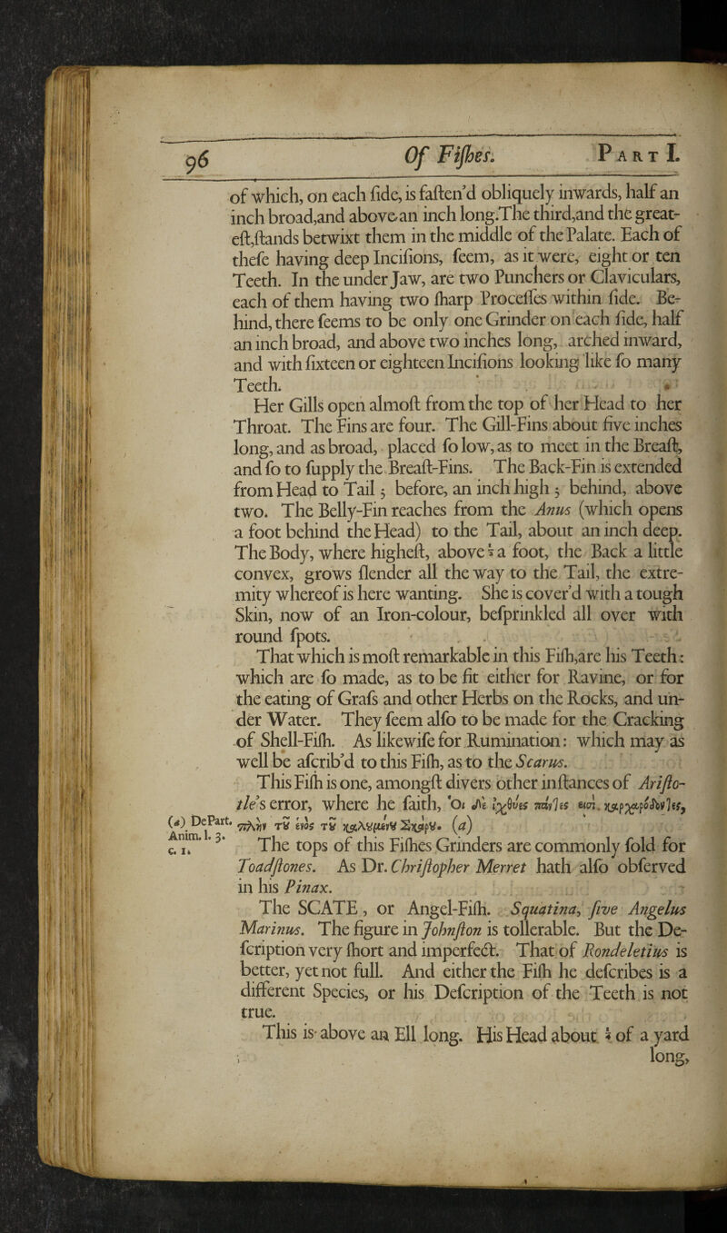 ■I of which, on each fide, is fatten d obliquel}^ inwards, half an inch broad,and abovoan inch long.The third,and the great- ett,ttands betwixt them in the middle of the Palate. Each of thefe having deep Incifions, feem, as it were, eight or ten Teeth. In the under Jaw, are two Punchers or Claviculars, each of them having two lharp Procelfes within fide. Be¬ hind, there feems to be only one Grinder on each fide, half - an inch broad, and above two inches long, arched inward, and with fixteen or eighteen Incifions lookmg like fo many Teeth. . . ^ Her Gills open almott from the top of her Head to her Throat. The Fins are four. The Gill-Fins about five inches long, and as broad, • placed fo low, as to meet in the Breaft, and fo to fupply the.Breatt-Fins. The Back-Fin is extended from Head to Tail 5 before, an inch high 3 behind, above two. The Belly-Fin reaches from the Anus (which opens a foot behind the Head) to the Tail, about an inch deep. The Body, where higheft, above ^ a foot, the Back a little convex, grows flender all the way to the Tail, the extre¬ mity whereof is here wanting. She is cover’d with a tough Skin, now of an Iron-colour, befprinkled all over with round fpots. • . . That which is mott remarkable in this Fi(h,are his Teeth: which are fo made, as to be fit either for Ravine, or for the eating of Grafs and other Herbs on the Rocks, and un¬ der Water. They feem alfo to be made for the Cracking of Shell-Filh. As likewifefor Rumination: which may as • , well be afcrib’d to this Filh, as to the Scarus. ' This Fifti is one, amongtt divers other inttances of Arifto- //e’s error, where he faith, (a) DePart. jcgjXVfuW SjCsipV. (a) Anim.. 3. Fifties .Grinders are commonly fold for Toadftones, As Dr. Chriflofher Merret hath alfo obferved in his Pinax, The SCATE, or Angel-Filh. Squatina^ five Arigelus Marifius, The figure in Johnfton is tollerable. But the De- fcription very Ihort and imperfeft.- That of Pondeleiius is better, yet not full. And either the Filh he defcribes is a different Species, or his Defcription of the Teeth is not true. 7 ' . This is- above an Ell long. His Head about. ^ of a yard long. \