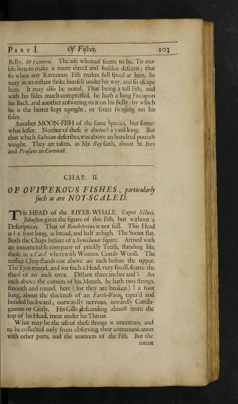 Belly, isr e contra. The ufe whereof feems to be, To ena-' ble him to make a more diredt and fudden defcent 5 that fo when any Ravenous Fifh makes full fpeed at him, he may in an inftant ftrike himfelf under his way, and fo efcape him. It may alfo be noted, That being a tall Fifli, and with his fides much compfefled, he hath a long Fin upon his Back, and another anfwering to it on his Belly: by which he is the better kept upright, or from fwaging on his fides. Another MOON-FISH of the fame Species, but fome- what leffer. Neither of thefe is above ^ a yard long. But that which Salvian defcribes,was above an hundred pounds weight. They are taken, as Mr. Ray faith, about St. Ives and Pe?ifans in Cornwall. CHAP. II. OF OVITEROVS FISHES, particularly fuch as are NO T-SC ALED. THe HEAD of the RIVER-WHALE. Caput SilurL Johnfton gives the figure of this Fifh, but without a Defcription. That of Rondeletius is not full. This Head is 5 a foot long, as broad, and half as high. The Snout flat. Both the Chaps before of a Semilunar figure. Armed with an innumerable company of prickly Teeth, ftanding like thofe in a Card wherewith Women Comb WoolL The nether Chap Hands out above an inch before the upper. The Eyes round, and for fuch a Head, very fmall, fcarce the third of an inch over. Diftant three inches and i An inch above the corners of his Mouth, he hath two firings, fmooth and round, here (for they are broken) ^ a foot long, about the thicknefs of an Earth-Worm^ taper d and bended backward 3 outwardly nervous, inwardly Cartila¬ ginous or Grilly. His Gills defcending almofl from the top of his Head, meet under his Throat. What may be the ufe of thefe firings is uncertain, and to be colledled only from obferving their communication with other parts, and the manners of the Fifh. But the intent