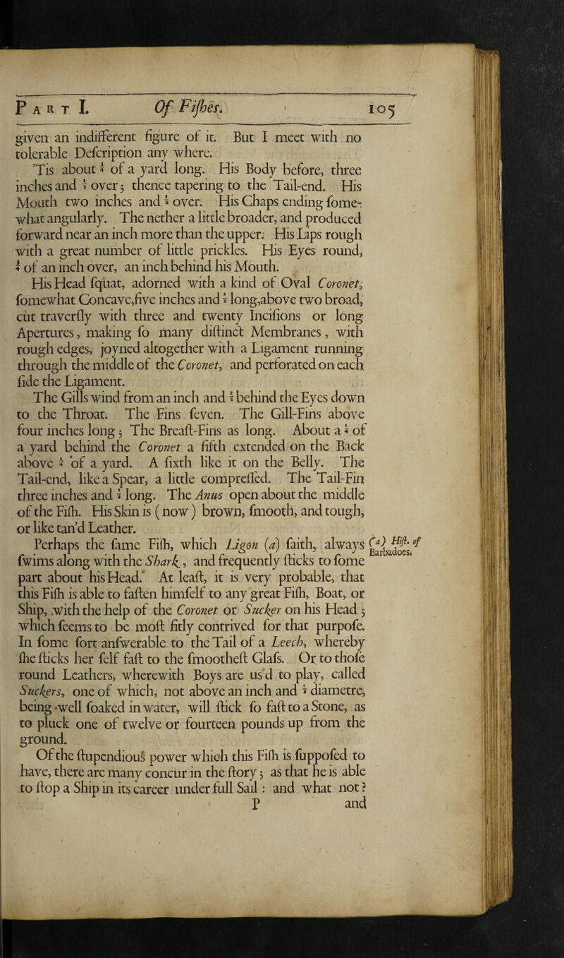 given an indifferent figure of it. But I meet with no tolerable Dcfcription any where. ’Tis about 4 of a yard long. His Body before, three inches and i over 3 thence tapering to the Tail-end. His Mouth two inches and ^ over. His Chaps ending fome- what angularly. The nether a little broader, and produced forward near an inch more than the upper; His Lips rough with a great nurhber of little prickles. His Eyes rounds 4 of an inch over, an inch behind his Mouth. His Head fqliat, adorned with a kind of Oval Coronet; fomewhat Concave,five inches and ^ long,above two broad, cut traverfly with three and twenty Incifions or long Apertures, making fo many diftind; Membranes, with rough edges, joyned altogether with a Ligament running through the middle of the Coronet^ and perforated on each fide the Ligament. The Gills wind from an inch and ^ behind the Eyes down to the Throat. The Fins feven. The Gill-Fins above four inches long 5 The Breafl-Fins as long. About a ^ of a yard behind the Coronet a fifth extended on the Back above ^ of a yard. A fixth like it on the Belly. The Tail-end, like a Spear, a little comprefl'ed. The Tail-Fin three inches and ^ long. The Anm open about the middle of the Fifh. His Skin is (now) brown, fmooth, and tough, or like tan d Leather. Perhaps the fame Fiih, which Ligon {a) faith, always fwims along with the Shark., and frequently fticks to fome part about his Head. At leaft, it is very probable, that this Fifh is able to fallen himfelf to any great Fifh, Boat, or Ship, .with the help of the Coronet or Sucker on his Head 5 which feems to be mofl fitly contrived for that purpofe. In fome fort anfwerable to the Tail of a Leech^ whereby fhe flicks her felf fall to the fmoothefl Glafs. Or to thofe round Leathers, wherewith Boys are usd to play, called Suckers^ one of which, not above an inch and ^ diametrc, being well foakcd in water, will flick fo fall to a Stone, as to pluck one of twelve or fourteen pounds up from the ground. Of the flupendious power which this Fifh is fuppofed to have, there are many concur in the flory 3 as that he is able to flop a Ship in its career under full Sail: and what not > P ; and {a) Hifl» of Barbadoes*