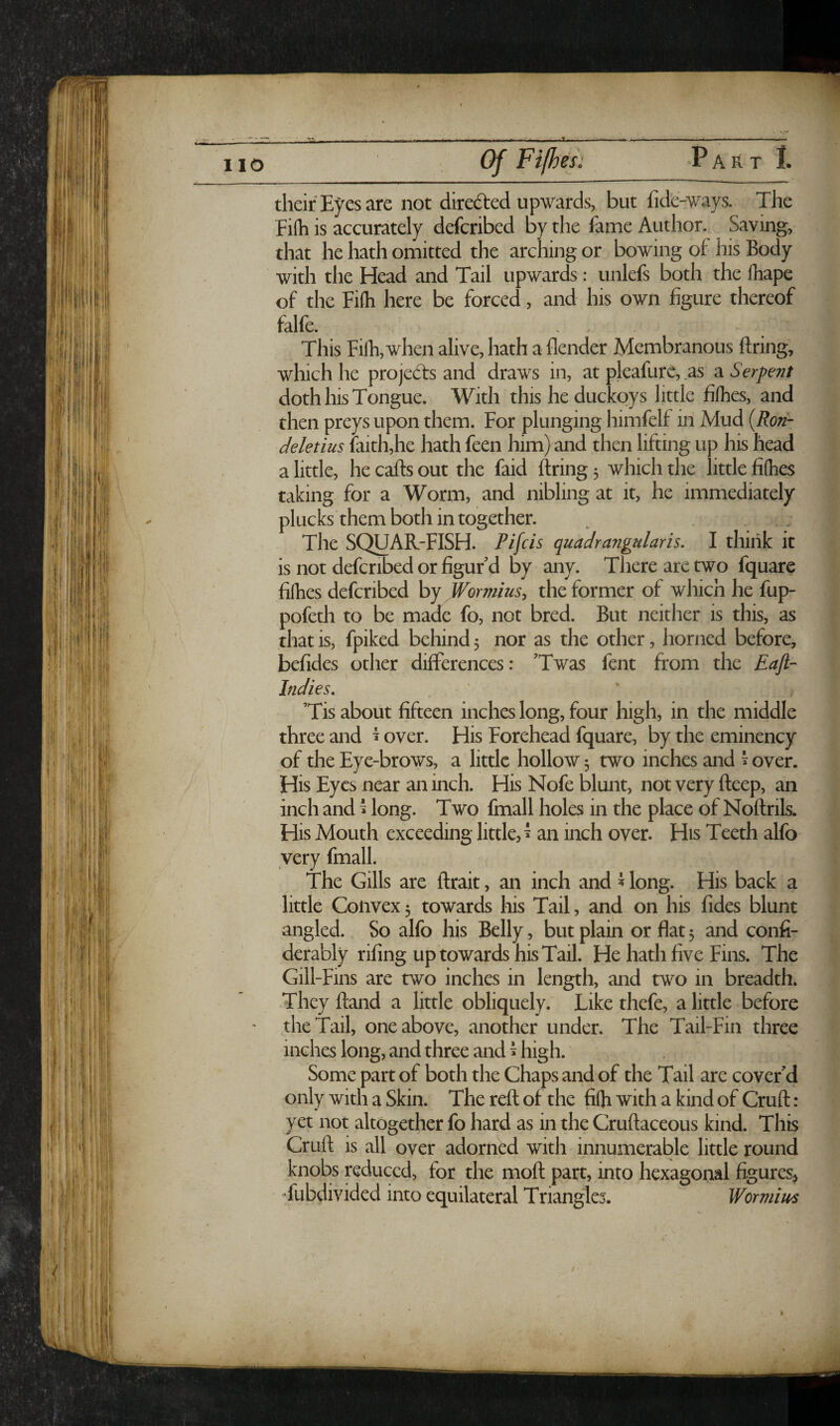 0. no their Eyes are not directed upwards, but fide-ways. The Filh is accurately defcribed by the fame Author. Saying, that he hath omitted the arching or bowing of his Body with the Head and Tail upwards: unlefs both the (hape of the Fi(h here be forced, and his own figure thereof falfe. •.ClU-w* % .r This Filh, when alive, hath a flender Membranous ftring, which he projects and draws in, at pleafure, as a Serpent doth his Tongue. With this he duckoys little filhes, and then preys upon them. For plunging himfelf in Mud {Ron- deletius faith,he hath feen him) and then lifting up his head a little, he calls out the faid ftring 5 which the little filhes taking for a Worm, and nibling at it, he immediately plucks'them both in together. The SQUAR-FISH. Riccis quadrangularis. I thiiik it is not defcribed or figur'd by any. There are two fquare filhes defcribed by Wormius, the former of which he fup- pofeth to be made fo, not bred. But neither is this, as that is, fpiked behind 5 nor as the other, horned before, befides other differences: 'Twas fent from the Eajl- Indies, ’Tis about fifteen inches long, four high, in the middle three and ^ over. His Forehead fquare, by the eminency of the Eye-brows, a little hollow 3 two inches and ^ over. His Eyes near an inch. His Nofe blunt, not very lleep, an inch and ^ long. Two fmall holes in the place of Noftrils. His Mouth exceeding little,^ an inch over. His Teeth alfo very fmall. The Gills are ftrait, an inch and ^ long. His back a little Convex 3 towards his Tail, and on his hides blunt angled. So alfo his Belly, but plain or flat 3 and confi- derably rifing up towards his Tail. He hath five Fins. The Gill-Fins are two inches in length, and two in breadth. They ftand a little obliquely. Like thefe, a little before the Tail, one above, another under. The Tail-Fin three inches long, and three and ^ high. Some part of both the Chaps and of the Tail are cover'd only with a Skin. The reft of the fifti with a kind of Cruft: yet not altogether fo hard as in the Cruftaceous kind. This Cruft is all over adorned with innumerable little round knobs reduced, for the moft part, into hexagonal figuresj Tubdivided into equilateral Triangles. Wormim