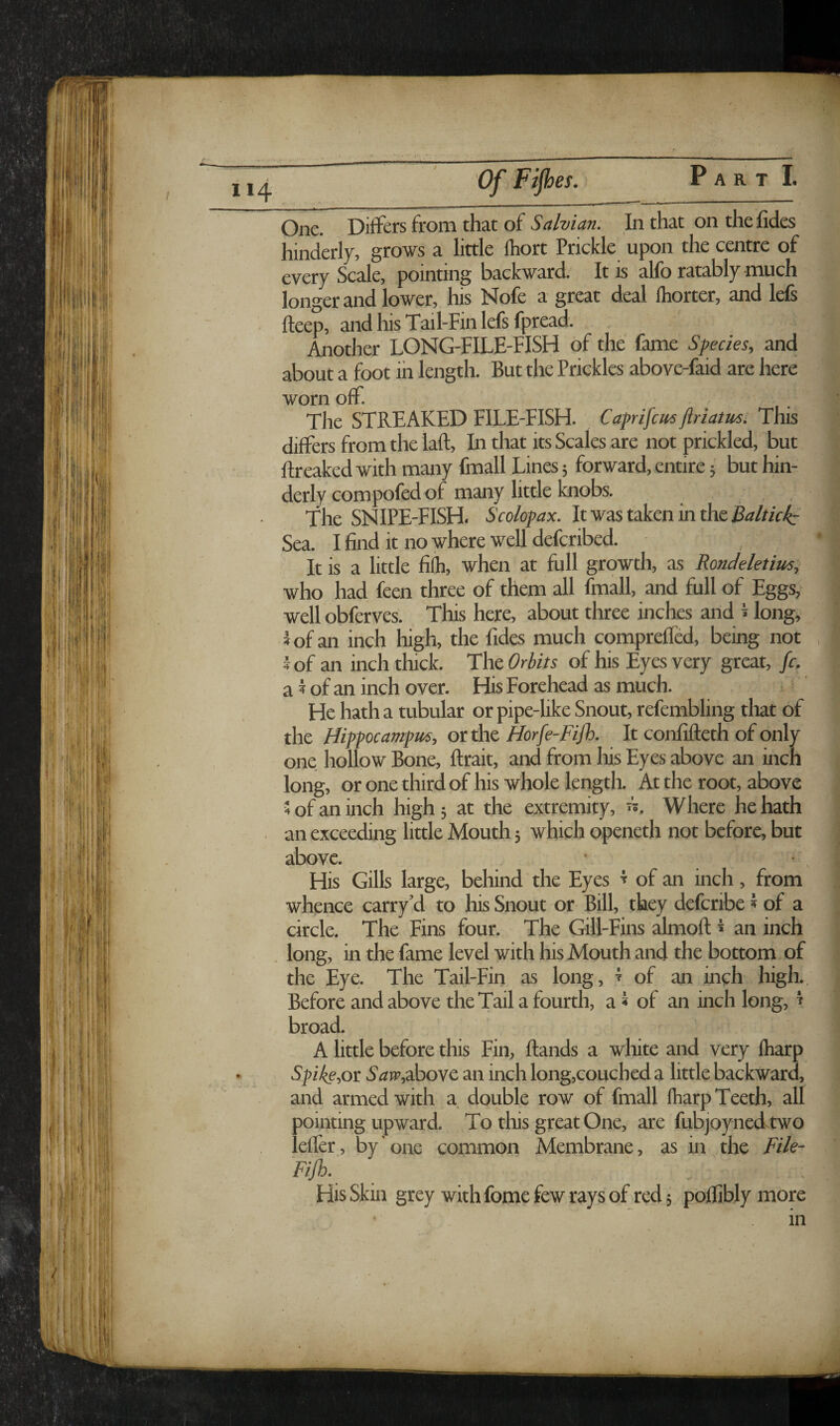 Of Fijhes. Part I. One. Differs from that of Salvian. In that on thefides hinderly, grows a little fhort Prickle upon the centre of every Scale, pointing backward. It is alfb ratably much longer and lower, his Nofe a great deal Ihorter, and lefs fteep, and his Tail-Fin lefs fpread. Another LONG-FILE-FISH of the fame Species, and about a foot in length. But the Prickles above-faid are here worn off. The STREAKED FILE-FISH. Caprifcus jlriatus. This differs from the laft. In that its Scales are not prickled, but flreaked with many fmall Lines; forward, entire 5 but hin¬ derly compofed of many little knobs. , The SNIPE-FISH. Scolopax. Itwastakeninthe^i^A/V^- Sea. I find it no where well defcribed. It is a little filh, when at full growth, as Rondeletimi who had feen three of them all fmall, and full of Eggs, well obferves. This here, about three inches and i long, 5 of an inch high, the fides much compreffed, being not i of an inch thick. The Orbits of his Eyes very great, /c. a i of an inch over. His Forehead as much. He hath a tubular or pipe-like Snout, refembling that of the Hippocatrtpiis, ot the Horfe-Fijh. It confifieth of only one hollow Bone, ftrait, and from his Eyes above an inch long, or one third of his whole length. At the root, above 5 of an inch high; at the extremity, 'L Where he hath an exceeding little Mouth 5 which openeth not before, but above. His Gills large, behind the Eyes t of an inch, from whence carry’d to his Snout or Bill, they deferibe i of a circle. The Fins four. The Gill-Fins almoft ^ an inch long, in the fame level with his Mouth and the bottom of the Eye. The Tail-Fin as long, 7 of an inch high.. Before and above the Tail a fourth, a« of an inch long, ^ broad. A little before this Fin, Hands a white and very fharp Spike,ot S'tfir,above an inch long,couched a little backward, and armed with a double row of fmall fharp Teeth, all pointing upward. To this great One, are fubjoynedtwo lelfer, by one common Membrane, as in the Fik- Fijh. His Skin grey with fome few rays of red; pofliblymore in