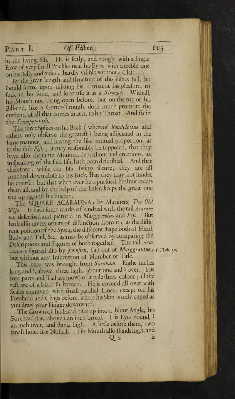 P A'R T 1. .Of Fijhef. 115 in the living fifh.. He is fcaly, and rough with a fingle Row of very fmall Prickles near his Eyes, with a treble one on his Belly and Sides; hardly vifible without a Glafs.. ^ . By the great length and ftrudure of this Fifhcs Bill, ' he fliouid feem, upon dilating his Throat at his pleafure, to •fuck in his food, andfotoufe it as a Sirynge. Withall, his Mouth not being open before, but on the top of his Bill-end, like a Gutter-Trough, doth much promote the current, of all that comes in at it, to his Throat. And fo' in the Trumfet-Fijh. , The three Spikes on his Back ( whereof Ronddetim aftd others onlyobferve thegreateft) being alTociated in the fame manner, and having the like mutual proportion, as in the File-Fijh ; it may reafonably be fuppofed, that they have alfo the fame Motions, deprellions and erections, as, in fpeaking of the faid filh, hath been defcribed. And that therefore , while the filh fwims fecure, they are all couched down clofe to his Back, that they may not hinder his courfe: but that when ever he is purfued, he ftrait ereds them all, and by the help of the lefler, keeps the great one tite up againft his Enemy. The SQUARE ACARAUNA; by Mariners, The Old ■ Wife. It hath fome marks of kindred with the tall Acarau- na, defcribed and pidur d in Marggravim and Pifo. But hath alfo divers others of diftindion from it; as the diffe¬ rent pofition of the Spurs,.the difterent fhape both of Head, Body and Tail, &c. as may be obferved by comparing the Deferiptions and Figures of both together. The tall Aca- rauna is figured alfo by Johnfton, (a) out of Marggravius 5 (.,)Tab. jj, but without any infeription of Number or Title. This here was brought from Suranam. Eight inches long and h above three high, about one and t over. His fore parts and Tail are (now) of a pale ftraw-colour; all the reft are of a blackilh brown. He is cover’d all over with Scales engraven with fmall parallel Lines: except on his , Forehead and Chaps before, where his Skin is only ruged as you draw your Finger downward. The Crown of his Head rifes up into a blunt Angle, his Forehead flat, above I: an inch broad. His Eyes round, * an inch over, and ftand high. A little before them, two fmall holes like Noftrils. His Mouth alfo ftands high, and Q_2 is