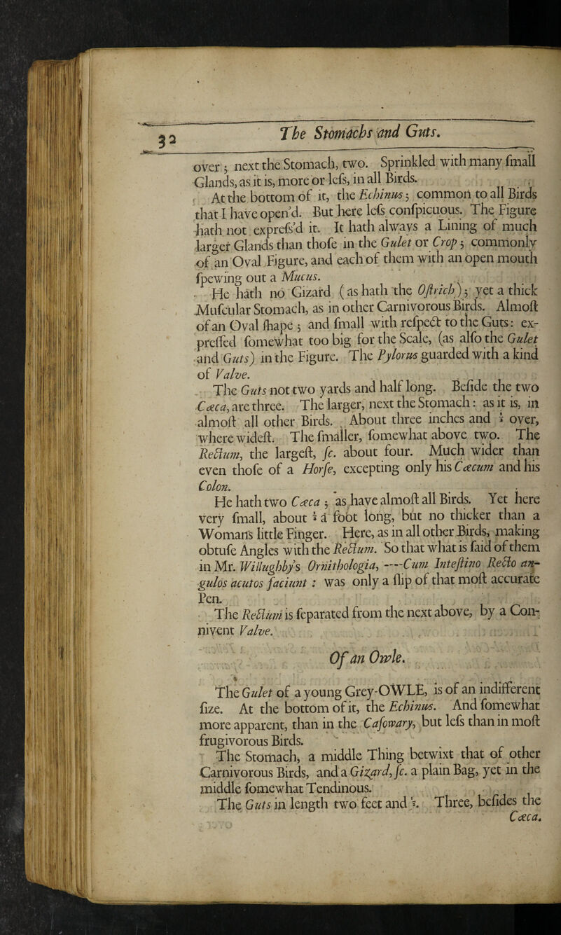 \ _ ' 1^—I M ■■■ — I ^ _ - - - ■■ ■ ^ ♦ over ; next the Stomach, two. Sprinkled with many fmall Glands.as itis, more br iefs, in all Birds. , i At the bottom of it, the Echinus; common to all Birds that I have open d. But here lefs confpicuous. The Figure hath not.exprefs’d it. It hath always a Lining of much larger Glands than thofe in the Gulet or: Crop ■, cornmonly of an Oval Figure, and each of them with an open mouth fpewing out a - He hath no'Gizard (as hath'the ) p yet a thick hiufcular Stomach, as in other Carnivorous Birds. Almoft of an Ovalfliape j and fmall with refnea to the Guts: ex- prefled fomewhat too big for the Sc^e, (as alfo the Quiet j'and Guts) in the Figure. The Vylorm guarded with a kind of Valve, . '11 The Gilts not two yards and half long. Befide the two Cmu, are three. The larger,' next the Stomach: as it is, in almoft’ all other Birds. .About three inches and I oyer, where wideft. The fnialler, fomewhat above two. The Redum, the largeft, /r. about four. Much wider than even thofe of a //or/e, excepting only his CActim and his Colon, ■ , He hath two Cczca ; as have almoft all Birds. Yet here very fmall, about i a' fobt long, but no thicker than a Womans little Finger. ' Here, as in all other Birds, making obtufe Angles with the ReBum. So that what is faid of them ■ inIrAr.Willughbys Ornitbologia,—Cuvi Inteflino Redo an- gulos acutos faciunt: was only a flip of that moft accurate I’en-- ’ '' - , • The Reliim is feparated from the next above, by a Con- menr Valve. .-ii: , ^ ^ ^ Of an Omle.... ■ The Quiet of a young Grey-OWLE, is of an indifferent fize. At the bottom of it, the Echinus, Andfornewhaf more apparent, than in the Cafowary^ but lefs than in moft frugivorous Birds.  The Stomach, a middle Thing Eetwm that of other Carnivorous Birds, and a Qix^rd,, fc, a plain Bag, yet in the middle fomewhat Tendinous.' The Guts in length two'feet and V. Three, befides the Cceca.