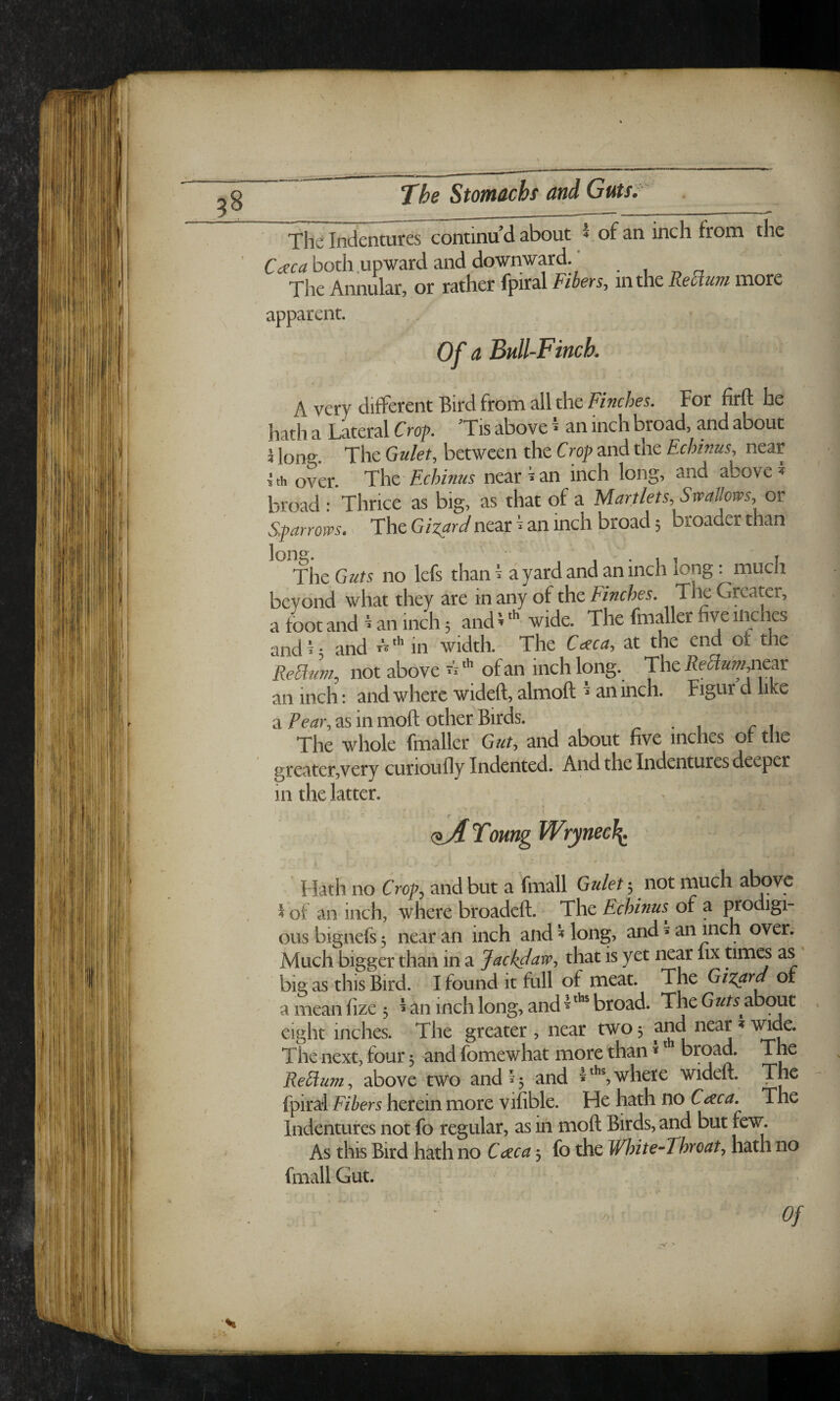 The Stomachi and GuHT The Indentures continu’d about 5 of an inch from the Crfc^both.upward and downward. ' . , „ _ The Annular, or rather fpiral Fibers, in the Return more apparent. Of a Bull-Finch. A very different Bird from all the Finches. For firft he hath a Lateral Crof. ’Tis above I an inch broad, and about I long. The Gulet, between the Crop and the Echinus, near s'h over. Ths, Echinus near • an inch long, and above ^ broad : Thrice as big, as that of a Martlets, Swallms, or Sparrows. > The GizarJ neat ^ an inch broad; broader than Jons. The Guts no Icfs than I a yard and an inch long: much beyond what they are in any of the Finches. The Greater, a foot and ^ an inch; and V'» wide. The fmaller five inches and^‘ and width. The Ce^ca^, at the end or the Reanm, not above of an inch long. Thei^efcnear an inch: and where wideft, almoft * an inch. Figur d like a Pear, as in moft other Birds. • i r i The whole fmaller Gat, and about five inches ot the greater,very curioufly Indented. And the Indentures deeper in the latter. ) - ■ --- ^^ToungVFrynecJ^ t Hath no Croj?, and but a fniall Gulet 3 not much above Fof an inch, where broadeft. The Echinus^ of a j^odig^ ous bignefs 3 near an inch and ^ long, and»an inch over. Much bigger than in a Jackdaw^ that is yet near fix times as big as this Bird. I found it full of meat. The Gizard or a mean fize 3 ^ an inch long, and ^ broad. The Guts about eight inches. The greater, near two3 and near^wide. The next, four 3 and fomewhat more than * broad. The Rectum, above two and ^3 and 5*^^whe^e wideft. The {pitai Fibers herein more vifible. He hath no C<zca. The Indentures not fo regular, as in moft Birds, and but few. As this Bird hath no CoLca 3 fo the White-Throat, hath no fmall Gut. Of