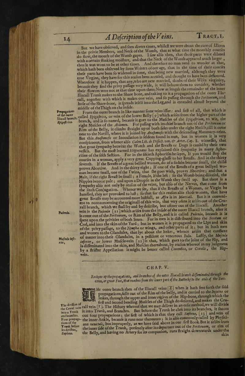f 14 A Deferipion of the Veim. Tract.I. Pwpagations of the outer Iliacall branch Efigtfirm- Tudendii Mufeuh infe- TIQU But we have obferved, and feen divers times, whileft we were about the cure of Ulcers in the privie Members, and Neck of the Womb, that at what time the monthly courfes do flow.themouthoftheWombgapes. Ifawalfo then, thatthoftparts were dilated withacjrtaiuftinkingmoifture, and that the Neck ofthe Womb appeared much larger , then it was wont to be at other times. And therefore no man need to wonder at that, whichhathbeen obferved by fome Writers of our age, that in the time of their courfes thefe parts have been fo widened in fome, that being new married, although they were true Virgins, they have for this reafon been accufed, and thought to have been defloured. Wherefore if it happen, that any,who are new married, doubt of their Wnes virginity, becaufethey find the privy paffage very wide, it will behove them to conlider, whether their flowres were not at that time upon them.Now at length the remainder of the inner Iliacall Trunk makes to the Share bone, and taking to it a propagation of the outer ilia- call, together with which it makes one vein, and fo paffing through the feritoncum, and holeoftheShare-bone, it fpreads itfelf into the Leg,and is extended almoft beyond the middle of theThigh on the infide. _ j r n r n .t .. u- u From the outer branch in like manner fome veins ilTue : and firft o f all, that which is called EmaMca, or vein ofthe lower Belly [9] which arifes from the higher part of t^ branch, and is fo named, becaufc it goes to the Mufclcs of thc lf igaftuurn, to wit, the right Mufcles of the Abdomen, For palTing with its chief branch out ofthe Peritoneum or Rim ofthe Belly, it climbs ftraight up of both fides under the right Murcle,till it come near to the Navill, where it is joined by Anajiomofts with the dcfcending Maminary-vcins. But tWii Anaflmofis or Inoculation is fcldom found in men, but in Women it is very confpicuous, from whence alfo Galen Lib. de VijfeCî.ven. & Arter. 8. witncm^ that that great fympathy betwixt the Womb and theBreaftsor Dugs is caufed by thefe two vefTels. But the moft kuvncd Hiff ocrâtes has explained this fympathy in many Apho- rifms ofthe fifth SeRion. For in the fiftieth Aphorifm he fayes. If you would flop the courfes in a woman, apply a very great Cupping-glaffe to her Breafts. And in the thirty feventh. If the Breafts of a great bellied woman, do of a fodain become fniall, the child proves Abortive. And in the thirty eight ; If one of tlie Breafts of a great bellyed wo¬ man become fmall, one of the Twins, that (he goes with, proves Abortive^ and that a Male, if the right Brcaft be fmall 5 a Female, it the left : fo the Womb being dileafed, the Nipples becoiae pale ; and upon a Dropfic in the Wotnb they fwe 1 up. But there is a fympathy alfo not only by reafon ofthe veins, but alfo ofthe Nerves, that come from the fixth Conjugation. Whence we fee, that if the Breafts of a Woman, or Virgin be handled, they arc provoked to luft 5 fo that tor this reafon alfo thofe women, that have great Breafts may be accounted more luftfull, as Afra is in Martiali. But it is con^ni- fnt to note concerning the originali of this vein, that very often it arifes out ofthe Cru¬ ral! branch, which we (hall by and by deferibe, but oftner out of ^e Iliacall. Another .vein is the Pudenda fi i3 which arifes from the infide ofthe outer Iliacall branch, after it ÎS come out of the Pmtone«w, or Rim ofthe Belly, and it is called becaufc it 1$ {pent upon the privities of both Sexes. For in men it is diftributed into the Scrotm ot: Cod, and into the skin ofthe Yard ; but in women it is propagated to the Lips and skm ofthe privy paffage, to the Nympb-î or wings, and other parts ot it 5 but in both men and women to the Glandules, that lye about the leskes, whence arifes that contiuxe of matter into thefe Glandules, in a peftilent or venercous Bubo. LaftN,the M«Jr«/4 inferior, or lower Mufclc-vein [12] is that, which goes ta the joint of the Hip, and is diffeminated into the skin, and Mufcles thereabout, by reafon whereof in my judgment by a ftrifter Appellation it might be better called Coxendica, or Coxalis, the Hip- Tcin. The divifion of the Crural v^in into a Truuk and branches. Four propaga¬ tions of the Trnnk before its divifion, SipheM. C H A P. V. Reckons UP the propagations, and branches of the outer Iliacall branch difeminated threu^ the crus, or great foot, that reaches from the lower part ofthe Buttocks to the ends of the Toes. outer branch then of the Iliacall veins [Z] when it hath fen t forth the faid -propagations,falls out ofthe Rim of the belly, and is carried to or leskes, through the upper and inner region of the Hip-bone, through which he firft and fccofid bending Mufcles of the Thigh do defeend, and makes 9^“' rail vein [r]. The Hiftory whereof that we may deliver in an cafie method,wc will divide it into Trunk, and Branches. But before the Trunk be cleft into its branches, it fhoots out four propagations ; the firft of which is that they call Saphena, L* 3J andvem of the inner Ankle, becaufc it runs near thereunto i it is alfo commonly called by Phyfiti- ans venatali, but improperly, as wc have faid above in our firft Book.But it arifes roni the inner fide ofthe Trunk, prefently after its departure out of the Peritoneum, or rim of the Belly, and hiving no Artery for its companion, runs ftraight downwards