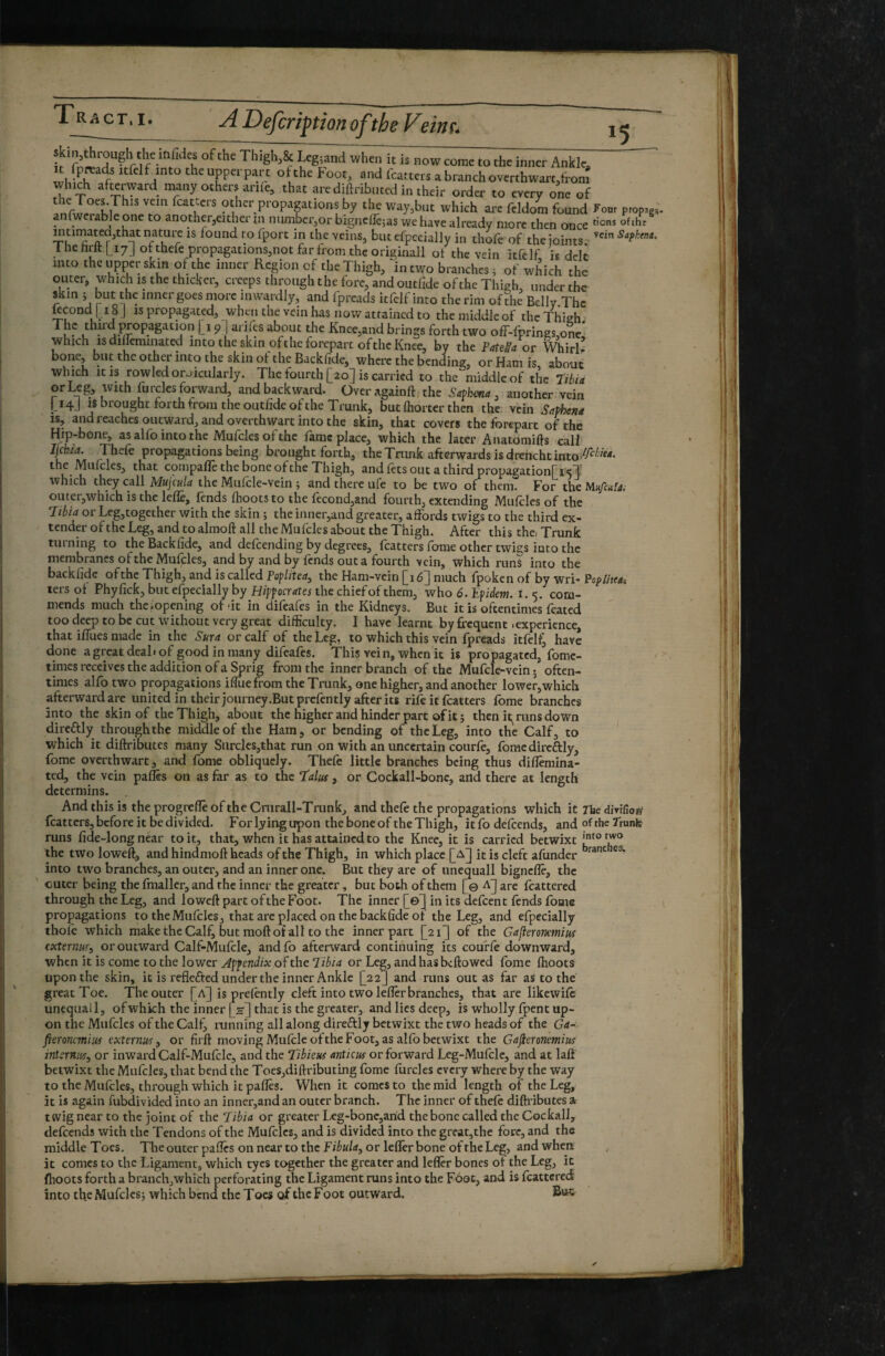 1 RA 15 kin,through the infides of the Thigh,& Legrand when it is now come to the inner Ankle, îvlÆr't theupperpart otthe Foot, and fcatters a branchoverthwart,trom which ateward many others arife, that are diftributed in their order to every one of Inother propagations by the way,but which ai'c fcldom found Fonr prop.g,, anfwcrableone to another,eitherin numbcr,or bignclTqas we have already more then once 'i®* ofthr mtirnated,that nature is found to fport in the veins, but cfpecially in thofc of the joints 1 he hrtt L17J ottheie propagations,not far rrom the originali of the vein itfelf is dek into the upper skm of the inner Region of the Thigh, in two branches ^ of which the outer, which is the thicker, creeps through the fore, and outlide of the Thieh, under the r r and fpreads itfelf into the rim of the Belly The kcond I 18 J is propagated, when the vein has now attained to the middle of the Thigh The third çopagation [i 9] arifes about the Kncc,and brings forth two off-fprings.one* which IS di^eminated into the skin of the forepart of the Knee, by the PateSa or Whirl’ bone, but the other into the skin of the Backfide, where the bending, or Ham is, about which it is rowledorjicularly. The fourth [20] is carried to the‘middle of the tibia or Leg, with furclcs forward, and backward. Over againftf the Savbena , another vein I 14J IS brought forth from the outlide of the Trunk, but (horter then the vein SaPhtna IS, and reaches outward, and overthwart into the skin, that covers the forepart of the Hip-bone, as alfo into the Mufcles of the fame place, which the later Anatoraifts call Ijcbia. Thefe propagations being brought forth, the Trunk afterwards is drcnchtinto-^^^^^’^- the Mukles, that cornpafle the bone of the Thigh, andfetsoutathirdpropagationpicjT which they call Mujcula the Mufcle-vein 5 and there ufe to be two of thenk For the outer,which is the leflie, lends (hoots to the lecond,and fourth, extending Mulclcs of the tibia or Lcg,together with the skin ; the inner,and greater, affords twigs to the third ex¬ tender of the Leg, and to almoft all the Mufcles about the Thigh. After this the. Trunk turning to the Backfide, and defeending by degrees, fcatters (dme other twigs into the membranes ot the Mufcles, and by and by fends out a fourth vein, which runs into the backfide of the Thigh, and is called Peflitea, the Ham-vein [16] much fpoken of by wri- Popliteai ters of Phy lick, but efpecially by Hzppocrrftej the chief of them, who é. Epièw. i. 5. com¬ mends much thcjropening of -it in difeafes in the Kidneys. But it is oftentimi feated too deep to be cut without very great difficulty. I have learnt by frequent .experience, that iffues made in the Sura or calf of the Leg, to which this vein fpreads itfelf, have done a great deal* of good in many difeafes. This vein, when it is propagated, fomc- times receives the addition of a Sprig from the inner branch of the Mufcle-vein ; often¬ times alfo two propagations iffiiefrom the Trunk, one higher, and another lower,which afterward are united in their journey .But prcfently after its rife it fratters fome branches into the skin of the Thigh, about the higher and hinder part of it; then it^ runs down dircRly through the middle of the Ham, or bending of the Leg, into the Calf, to which it diftributes many Surclcs,that run on with an uncertain courfe, fomcdircaiy, fome overthwart, and fome obliquely. Thefe little branches being thus difîêmina- ted, the vein pafles on as far as to the talus, or Cockall-bonc, and there at length determins. And this is the progrefle of the Cmrall-Trunk, and thefe the propagations which it The diriGow fcatters, before it be divided. For lying upon the bone of the Thigh, it fo deftends, and of the Trunfe runs fide-long near to it, that, when it has attained to the Knee, it is carried betwixt the two loweft, and hindmoft heads of the Thigh, in which place [a] it is cleft afunder into two branches, an outer, and an inner one. But they are of imcquall bignefîê, the cuter being the fmallcr, and the inner the greater, but both of them [© Sj are frattered through the Leg, and loweft part of the Foot. The inner [©] in its defeent lends fome propagations to the Muftles, that arc placed on the backfide of the Leg, and efpccially thole which make the Calf, but moft of all to the inner part [21^ of the Galieronemius externus, or outward Calf-Mufcle, andfo afterward continuing its courfe downward, when it is come to the lower Affendix of the tibia or Leg, and has beftowed fome (hoots Upon the skin, it is reflected under the inner Ankle [223 and runs out as far as to the great Toe. The outer is prefently cleft into two lefîêr branches, that are likewilc unequal 1, of which the inner [_«■] that is the greater, and lies deep, is wholly fpent up¬ on the Mufcles of the Calf, running all along direftly betwixt the two heads of the Grf- fteronmius externus, or firft moving Muftlc of the Foot, as alfo betwixt the Gafieronemius internus, or inward Calf-Mufclc, and the tibieus anticus or forward Lcg-Mufclc, and at laft betwixt the Mufcles, that bend the Tocs,diftributing fome furcles every where by the way to the Mufcles, through which it pafles. When it conics to the mid length of the Leg, it is again fubdivided into an inner,and an outer branch. The inner of thclc diftributes a- twig near to the joint of the tibia or greater Leg-bonCjand the bone called the Cockall, defeends with the Tendons of the Mufcles, and is divided into the great,the fore, and the middle Toes, The outer pafles on near to the or lefîêr bone of the Leg, and when it comes to the Ligament, which tycs together the greater and lefler bones ot the Leg, it fiioots forth a branchjWhich perforating the Ligament runs into the Fbot, and is frattered into the Mufcles; which bend the Toes of the Foot outward.