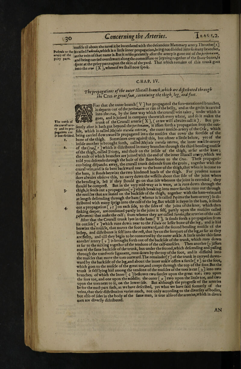 50 mufclc til about the navd it be inoculated with thedefcendeni Mammary artery.The other M TuJf^élà or .he i^cailcdFHdenda^which is a little inner propagation,being not divided into fo many b^nch^, .rtery of .he -5 the vein of that name is. But it arifcs prclently after the artery is gone out o[ the privy part*, beine carried overthwart along the commilfurc or joyning together ot the lhare-bones,>s fpent at the privy parts upon the skin of the yard. That which remains of this truhkgots into the ertJ [X ], whereof we (hall now fpeak. CHAP. iV. rhepropagafiotfs oft he outer llhcall branch,mkb are dipibuted through ^ the Crus or greatfoot^ containing the thtgh^ leg^ and foot. Fter that the outer branch j] V 3 has propagated the fore-mentioned branches, it departs out of the feriton^um or rim of the belly, and at the groin iscarried into the cm, by the fame way which the crurali vein takes , under which it Roes and is joined in company therewith every wher^ and fo it makes the The trunk of trunk of the Crurali artcric [ X ]> ( as we will alwaics call it ) . But pre- the crural! arre- jj, bcvond the feriten^utu, it ifliics forth a propagation from the out- LartrircT' Mc, which is called cruulU extemr, theoutcrmufclc-artcry oft^Cm, which K dirided. b.ing errkd downward 1. propagated into the mnfcles that corer A' 'h' 1. bone of the thigh. Sometimes over againft this, but oftner a little below, yet of the infidc another is brought forth, called M«Jc«/d auralis interna, the inner mmfcle-artcry «• of the CrusS y 1 which is diftributed in many branches through the third bending mufek ofthe thigh, called Tricefx, and thofe on the infidc of the thigh, as far as the knee; the ends of which branches arc joined with theend of the inner lliacall ar|ery,which we told you defeends through the hole of the fiiarc-bones to the Crus. Thcfc propagati¬ ons being difpatcht away, the crurali trunk defeends from the groin, together with the crural vcin:and is fo bent backward near to the bone of the thigh,that when it is come to the ham, it ftands betwixt the two hindmoft hçÿs of the thigh. For prudent nature . ^oes alwaics obferve this, to carry down the vclfells about that fide of the joint where fhc bending is, left if they ftiould go on that fide whereon the joint is extended, th^ (hould be compreft. But in the very mid-way as it were, as it runs down through the 3. thigh,it fends out a propagation^ which breaking, into more furcles runs out through the raufclcs that are fcattd on the backfidc of the thigh, together with the ham-vcinsand at length defeending through the ham (whence it is called the ham-artery) is di¬ ftributed with many fprigs into the caltofthe Icg.But whilft it ftayes m the ham, it fends 4. out a propagation [yfloncach fide, to the fidcs of the joint of the knee, whichthen finking deeper, are confumed partly in the joint it fcll^ partly upon the mufcles callm palfermenii that make the calf ; from whence they arc called Surales,the arteries of the call. After that the Crurali trunk lyes in the ham [ Y ], it fends forth a propagation from its outfidc r 1 which runs down near to the Fibula or lefler bone of the kg 5 and is hid betwixt the mufcle, that moves the foot outward,and the fécond bending mufcle cf the inftep, and diftributes it fclf into the reft, that lye on the forepart of the leg,as far as they are ftrfhy, and till they begin to be contorted by the outer ankle. A little under this fame another artery f v 11* brought forth out of the backfidc of the trunk, which runs as far to the mixing together ofthc tendons of the calf-mufclcs. Then another out ofthc fame badifidc of the trunk, but under the fécond,which defeending and palfing through the tranfverfe ligament, runs down by the top of the foot, and is ditlufed into the mufeks that move the toes outward.Thc rcmaindcr[r] of the tmnk is carryed down¬ ward by the backfidc of the kg,and about the inner ankle offers a furclc I P J to the toot, which goes to the mufcle of the great toc,and creeps through the top ofthc foot.Butthe trunk it felf lying hid among the tendons of the mufclcs of the tots is cut into two branches; of which the Inner [ 4 ] beftowes two furcks upon the great toe ; two upon the fore toe, and one upon the middle; the outer [ « ] two upon the upon the toes next to it, 0« the lower fide. But although the progrefte ot the arterie» be for the moft part fuch, as wc have deferibed, yet what wc have faid formerly the veins,that their diftribution varies much, not only according to the ditcrlity ot bodies, but alfo of fides in the body of the fame man, is true alfo ot the arteries,which m divers picn arc diverfly diftributed. AN