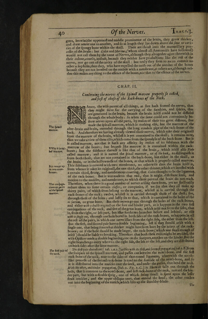 % 40 Of the Nerves. crees, betwixt’the uppcrmoft and middle prominence of the brain, they giow thickei, and draw nearer one to another, and fo at length they lye down above they/jwj or cavi¬ ties of the foongy bone within the skull. Thcle are thruft into the mampiillary pro- cedes of thcibrain : but Galen and whom almoft all Anatomifts have followed) would not call them by the name of Nerves, although they altogether agree thermit h in their colour,courfe, and ule, becaufe they neither haveproduftions like the reft of the nerves, nor go out of the cavity of the skull ; but truly they feern to nieto comniit no other a fophifmjthcn they, who have expelled the teeth out of the number of J^he bones becaulc they are not invefted on the outfide with a menibrane,as oth€rs-are,although nei¬ ther this makes any thing to the eflcnce of the bones,nor that to the ellence of the nerves. CHAP. II. Concerning the nerves of the Sfinall marrow and fir (I of thofe of the Rachbones of J dfrfl of thofe of the Rack-bones of the Neck» Ature, the wile parent of all things, as Ihee hath framed the nems, that they might ferve for the carrying of the faculties, and fpirits, that arc generated in the brain, bccaufe the brain itfelf could not be diffufed through the whole body : fo when the fame could not conveniently bc- ftow nerves upon all the parts, byreafonof their too great diftance, Ihee niadethefpinallmarrow, which is nothing elfe, but the marrow of the after-brain and biaiu, extended through the long conduit pipeofthe rack-bones of the UlaiiOW» r» « • -1 .É.1 /_«r-rTVi « tr^'ll I back. And therefore we having already viewed thofe nerves, which take their originali from the marrow of the brain, whileft it is yet contained in the skull i it remains nowj. that ivetakeaview Gfthemalfo,whichcomefromthefpondylsofthe back-bone; But it is called marrow, not that it hath any affinity by reafon of its fubftance with the marrow of bones 3 but bccaufe like marrow it is contained within the rack- bones 5 but the fubftance thereof is like that of the brain , which itfelf alfo flat» called marrow 5 and it is named the ffinall marrow, or of back^y^ to diftinguifti it from both thofe, that are not contained in the back-bone, but cither in the skull, as the brain, or in the hollownefle of the bones, as that which is properly called marrow. Itiswrawup This fubftance is covered with two membranes, no otherwife then the brain itfelf in two mcm- from whence it takes its oidginall,the one thick,the other thinnerjWhich are invefted with hrancs. a certain third, ftrong, and membranous covering, that (5<ï/e?2 thought to be the ligaments of the rack-bones. But it was made to that end, that it might diftribiitc ftnfe, and motion to the mufcles, aad membranes, to which thofe pairs ot the brain do not reach. The conjuga- Therefore, when there is a good number of nerves arifing there from, yet we ffiall eafily tiens or pairs reduce them to fome certain claffes j or companies, if we fay that they all make up ofrhefpinall thirty pairs, of which {even belong to the niarrow, whileft it is carried through the rack-bones of the neck; twelve, whileft it is carried thrbugh thole of the cheft; five, through thole of the loins ; and laftly fix to that, which is contained in the holes of the os facwm, or great bone. But thefe iKrves go out through the holes of the rack-bones, and either TPiffi di/owWe or/g/W/on the fore and hinder part, as it happens in the two firft conjugations of the neck, and five of the great bone, which arile not from the fides, that is, from the right, or left part, but ifliie forth two branches before and behind; or elle with a fingle one^ through one hole bored in both fidcs of the rack-bones, as happens in all the reft of the pairs, in which one nerve iffiies from the right fide, the other from the left. But the firft, and fécond pair have a double beginning, left if they ffiould arife with a fingle one, that being fomewhat thicker might have been hurt by the joints of the rack- bones; or ifthehole ffiould be made larger, the rack-bonc.(which was Imall enough of itfelf) ffiould be liable to breaking. Therefore that both thefe evils might be avoided, the wile Opificer made a double beginning,one on the forepartjanother on the hinder.But the right branches go every where to the right fide, the left to the leftjand they are diftt ibuted on both fides after the fame manner. [■ ‘Ihe firft fair therefore f tab. i .n. iarifes with its firft,and foremft frofagation[tab^ .BJfrora the forepart of the fjjinail marrow, and palles cutbetwixt the now1-bone, and the firft rack bone of the neck, near to the fidcs of that round ligament, wherewith the ^^oth- Jike procefle of the fécond rack-bone istyedtothe forclide of the nowl-bone, and jo it is diftributed into the muffiles over the neck, andunder the gullet, that bend the neck. IFith the other^ and hinder propagation^ [tab. 2. Fig. i.C. | it likewiffi falls out through the hole, that is common to the nowl-bone, and firft rack-bone of the neck, toward the hin¬ der parr, but with a double fprig, one of which being fmall is fpent upon the Idler lirait mufcles, and the upper oblique ones, that extend the head ; the other reaches out into the beginning ofthemufcle,which lifts up the ffioulder-blade.