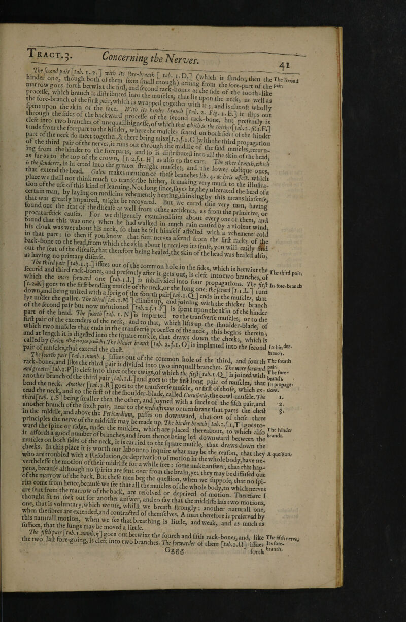 ^oticsTïïiïï^ the 41 hinder oiicf bWh oKlfcrfan^fmâl] ‘’“'i-, then the rhcT<»„d marrow £;ocs forth betwixt the firft -nHr,™ n f V § from the tore-part of the ?>• Ptoceffe, which branch is üft'ibnred imo I?e “f thefore-branchofthefirftpair,whichiswrapp d o^ « «11^5 fpenc upon the skin of the f’ce IFith itcu.i / , j .amlisalmoft wholly thtough thehdes of thebactwSd proceS tf” e ftSm nek b^'*' cleft into txvo branches of uncquallbicneireofwhirhtA^. ack-bone, but prefcntly is tends from theforepart to the hinder, pait of the neck do meet together^Sc there being mixtfr 2 f t ri ” hdcs ot the hinder oi the third pair ofthenerveSjit runVon't tSTtKnldd^^^^^ mg from the hinder to the foreparts and 4;a ^ j • ^ thefaid nmlcles^return- as taras to the top of the crownf na f, HI as a fo t S'* “f'' ^ead, ü thejjcnderer, is in erted into the greater ftraieht ni iÆlr'^ bunch,xphich that extendthchead. G.kn matsmenlSrof rhefebraf 'Tf place wc ftiall not think much to tranferibe hither im-nt: which tion of the ufe ofthis kind of learning Not loSnce ave^he^the'' T n ‘f certain man, by laying on medicins vchementlf he^în^ft, • ^• 7 the head ofa that w^as greatly impaired, might be recovered^ Bim ^^'*7 Y foundout the LtokthedifeatLwe;,ha^ Œ^tt,r;^:o„^“Xnti^^air^ ps cloak was wet about his neck, fo that he fdt himfetfaffeaed whlî’^ u' fecItMÏÏEd racf ‘‘‘ which is betwixt the , which the more firmerJ one ftib i 11 fs (iibd'ivffH intotwo branches, of ft.aJC] goes to the firll bendlngUfckif ,he nel down,andbeingunitedwitharpri2ofthefoiiri-hr?ci;rrf^ u §otie. ffcejcfo;;^jX.] nins lye under the gullet. TN tNrdVE.M.l cllX L '!*”I th.,t oi the ifcond pair but now mentioned ftah 2 f i ^1 is tb^ns”^ thicker branch part ofthehkd. Ihe fourth rtehiNtuF fi ‘P''»P°ntheskin ofthehlnder kll pair of the exte^rof kfneck aid to tC whl which tivo muWes that ends in the tranfverfe procelTes oftheneef thkT and at length it is digefted into the fa uare mnfX th^i- A begins therein j called by Galen •!àl'n7/Miij.vZSit.‘the hinder branch Ttab 2 f i which is pair of mnfcleSjthat extend the cheft. ^ ' 7’ ‘Ql implanted into the Iccond rtshm^«- rack-blXtalTfithiTird 'he 'third, and fourth Thcfl* anotherbra,icbofthethirdpair[taJ.:.L]and|oestothefirftK ™i;^]mrl' T ' bend the neck, -^wotfeer rtri^.i.R.'lgoestothetran/vrrlprmin ^hat itspropig*-» tend the neck, and to the firft of thrff onll orfoft of thofe, which ex- «0«. ^ third [tab. i .S^ being fmaller then the othr^T 4 Cucul/anr,the cowl-mufcle. The i. anotterbraucLftSÆ wttha furdeof the fifth pair,aud -2. thought fit to feek out for anotSfe/f^p” thr.'hlld Th ' one, that is voluntary,which we ufe, whllft’ we breath ftronnir. lnnsl^“ ™° motions, when thefibres are extended,aud contraaed of themfdra. A UM^krefor'eisXëS v Jbv ;;K.Ti\r£5 SS;“ “ -..t-ïriS ' Gggg r_I. '’ranch. forth
