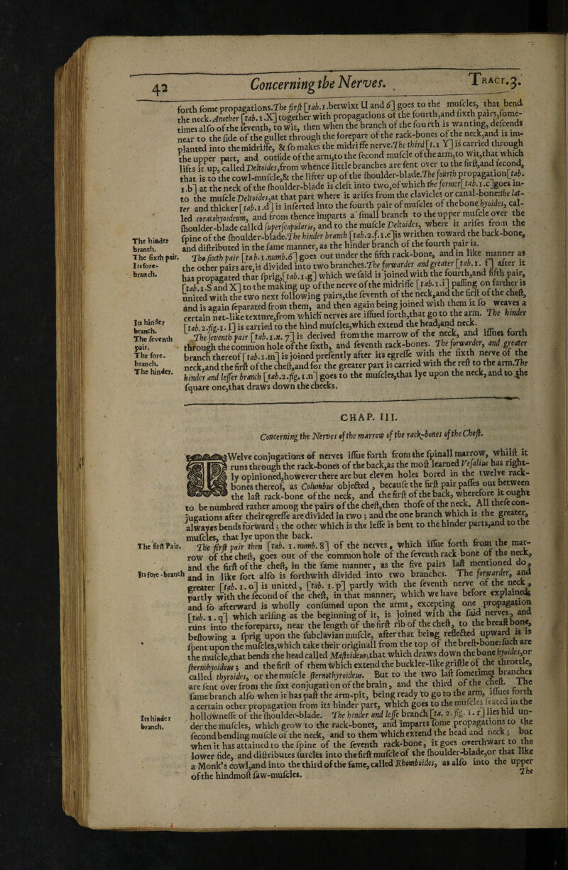 The hioder branch. The fixth pair Itsfore- branch. Its hinder branch. The feventh pair. The fore, branch. The hinder. forth fomc propagatioBS.ffct^rjl [tai.i.betwixt U and 6] goes to the mulcles, that bend the neck. Aotkr (ub. i .X] together with propagations ot the fourth,and fixth P«ts,fome- times alfo of the feventh, îo wit, then when the branch of the fourth is wanting, defcendl near to the fide of the gullet through the forepart ot the rack-bones of the neck,and is im¬ planted into the midriSe, 8e fo makes the midri ffe nerve.TMfcird [t. i Y] is carried through theupper part, and outlideofthcami,totherecond niufcleofthearm,towit,thatwhich lifts it up, Mlled Deluidcsfiom whence little branches are fent mer to the firll,and lecond, that is to the cowl-mufcle,8t the lifter up of the Ihoulder-blade TkMb propagatlon[tai. I .b1 at the neck of the (hoiilder-blade is cleft into two,of which tlief«raKr[l<if.i,c]goct in¬ to the murcleDelteifo,at that part where it arifes from the clavicles or canal-boneitlieiat- ter and thicker [tab.i.àr\ is inferted into the fourth pair of mufdes of the bone iyio/f/w, cal¬ led ceracohpideum, and from thence imparts a'fniall branch to theupper mufclc over the Ihoulder-blade calltd fuperfea^uhrir, and to the mufcle pe/to/dcr, where it ari^fes from the fpine of the fhoulder-blade.Tfce hinder branch [tab.2.f.ucjis writhen toward the back-bone, and diftributed in the fame manner, as the hinder branch of the fourth pair is. rhfi/rxth pair [tab.i.nutnb.ô] goes out under the fifth rack-bone, and in like manner as the other pairs are,is divided into two branches.Tfoe forwarder and greater \_ub. i. f ] dter it has propagated that fprig,[tf*6.i.g] which wefaid is joined with the fourth,and fifth pair \tab iS and XI to the making up ofthe nerve of the midriffe [ttfè.i.i] pafling on father is united with the two next following pairs,the feventh of the n^k,and the firft of the cheft, and is again feparated from them, and then again being joined with them it fo weaves a certain mt-like texture,from which nerves arc ilTucd forth,that go to the arm. Tfce hinder rtdè.a.fci.l] is carried to the hind niufcles,which extend the headland neck. ^ T:he feventh pair [tab.i.n. 7] is derived from the marrow of the ricck, and iflnes forth through the common hole ofthe fixth, and feventh rack-bones. 7 he forwarder, and greater branch thereofrtfïi.i.m] is joined prefently after itscgrelfe with the fixth nerve of Ae ncck,and the firft of the cheft,and for the greater part is earned with the reft to the arm.Ttoe kinder and leffer branch ltab.2.fig. i .n] goes to the mufclcs,that lye upon the neck, and to ^he fquare one,that draws down the cheeks. CHAP. III. Concerning the Nerves ofthe marrow of the rack^hones ofthe Cheji. aWclve conjugations of nerves ifliie forth fromthcfpinallraarrow, whilft it * runs through the rack-bones of the back,as the mo ft learned Vefalius has right¬ ly opinio ncd,howevcr there arc but eleven holes bored in tlw twelve rack- bones thereof, as Columbus objeâed , becaufe the firft pair pafles out between -the laft rack-bone of the necK, and the firft of the back, wherefore it ought to be numbred rather among the pairs ofthe chcft,thcn thofe of the nçck» All thcic con¬ jugations after theiregrefle arc divided in two j and the one branch which is the greater, alwayes bends forward 5 the other which is the lefle is bent to the hinder parts,and to the mufelcs, that lye upon the back. ,. ./r / u r «,0.. The fitft Pair. 7},€ firfi pair then [tab. i. numb. S'] of the nerves, which ifliic forth from the mar¬ row of the cheft, goes out of the common hole of the feventh rack bone of the neck, and the firft ofthe cheft, in the fame manner, as the five pairs M mentioned do. Its fore-branch alfb is forthwith divided into two branches. The forwamr, antt greater [tab. 1.0] is united, [tab. i.p] partly with the feventh nc^e of the neck , partly with the lecond of the cheft, in that manner, which we have before explairied} and fo afterward is wholly confumed upon the arms, excepting o-ne propagaçion [tab.i.q] which arifing. at the beginning of it, is joined with the faid nerves, ana riins into the foreparts, near the length of the firft rib of the cheft, to the hreaft bone, beftowing a fprig upon the fubclavian mufcle, after that bciag rcflc£kcd upward it is * Ipent upon the mufcles,which take their originali from the top of the breftdjonejfuch are the mufcle.that bends the head called Majioideus^OcycLt which draws down the bone hyoides,ov fiernohyoidm i and the firft of them which extend the buckler-like griftlc of the throttle, called thyroides, or the mufcle jlernothyroideus. But to the two laftfomctimes branles are fent over from the fixt conjugation ofthe brain, and the third ofthe cnclt. fame branch alfo when it has paft the arra.pit, being ready to go to the arm, 1 Hues form a certain other propagation from its hinder part, which goes to the mufcles feated in the Its hinder hollo wnelTe of the (houlder-bladc. 7he hinder and leffe branch [ta. 2, fig. s.rj lies hid un¬ branch. der the mufcles, which grow to the rack-bones, and imparts fomc propagations to he fécond bending mufcle of the neck, and to them which extend the head and neck, ut when it has attained to the fpine of the levcnth rack-bone, it goes overthwart to the lower fide, and diftributes fiircks into the firft mufclc of the (houlder-bladc,or that like a Monk’s cowl,and into the third ofthe fame, called Kfcewl'eitfex, as alfb into the ofthe hindmoftfaw-mufclei.