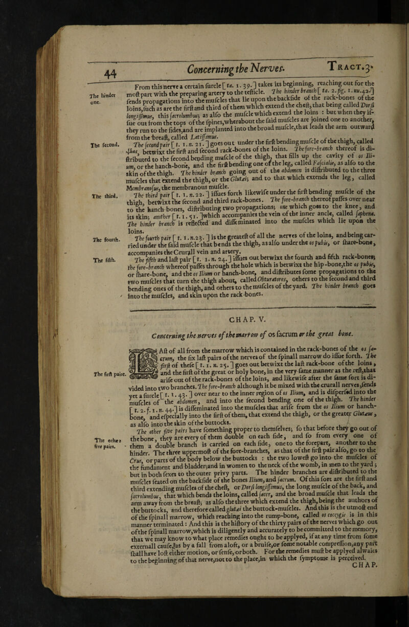 Concerning the Nerver. Tr act.^» The fourth ricd under the faid mufcle that bends the thigh, as alfo under the os fubU, or ftiatt-bone , accompanies the Crurjill vein and artery. i i u •The fifth and laft pair [t. i.n. 24.] Iffucs out betwixt the fourth and fifth rack-bone»i the fore-branch whereof paflTes through the hole which is betwixt the hip-bonc,the oj fub^, or fhare-bone, and the os Ilium or hanch-bone, and diftributes fomc propagations to the two mufcles that turn the thigh about, called Obturstores, others to the fécond and third bending ones of the thigh, and others to the mufcles of the yard. ‘ïhe hinder branch goes ' into the mufcles, and skin upon the rack bones. CHAP. V. Concerawg the nertjes of thewrtrtosv of os facrum^r f^^ great bone. Aft of all from the marrow which is contained in the rack-bones of the os fa* crumj the fix laft pairs of the nerves of the fpinall marrow do ilîùe forth. Jbe firjl of thefe [ 1.1. m. 25. ] goes out betwixt the laft rack-bonc of the loins , and the firft of the great or holy bone, in the verjr^c manner as the reft,that arife out of the rack-bones of the loins, and likewife after the fame fort is di¬ vided into two branches. Tfce fore-branch although it be mixed with the crurali nerves,fends vet a fiircle f t* ' • 43 • 1 inner region of os Ilium, and is dilperlid into the mufcles of the abdomen, and into the fécond bending one of the thigh. The hinder ft 2. f 1. «. 44*1 is difleminated into the mufcles that arife from the os Ilium or hanch- bonc, and eibecially into the firft of them, that extend the thigh, or the greate^r Clutasts, as alfo into the skin of the buttocks. /- < l r r The ether fi've pairs have fomething proper to thcmfelvcsi fo that before they go out of the bone they are every of them double on each fide, and fo from every one of them a double branch is carried on each fide, one to the forepart, another to the hinder. The three uppermoft of the fore-branches, as that of the firft pair alfo, go to the Crus or parts ofthe body below the buttocks : the two loweft go into the mufcles of the fondaient and bladder;and in women to the neck of the womb, in men to the yard ; but in both fexes to the outer privy parts. The hinder branches are diftnbuted to the mufcles feated on the backfide of the bones Ilium, and facrum. Of this fort are the firft and third extending mufcles of thecheft, or Dor ft longi fimus, the long mufcle ofthe back, and fmolumbiu, that which bends the loins, called/<<cer, and the broad mufcle that leads the arm away from the breaftj as alfo the three which extend the thigh, being the authors of the buttocks, and therefore called glut<ei the buttock-mulcles. And^this is the utmoft end ofthe fpinall marrow, which reaching into the rump-bone, called os coccygis n in this manner terminated : And this is the hiftory of the thirty pairs ofthe nerves which go out ofthe fpinall marrow,which is diligently and accurately to be committed to the memory, that we may know to what place remedies ought to be applyed, if at any time from fome externall caufe,l'as by a fall from aloft, or a bruife,or fome notable compreflion,any pa^t ftall have loft either motion, or fenfe, or both. Fôr the remedies muft be applyed alwaies to the beginning of that nerve,not to the plaec,in which the fymptome is perceived. C H A P<