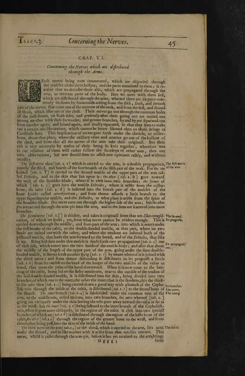 •y lRACr.5. 45 Concerning the Newer. CHAP. V 1. ■' Concerning the Nerves which are difiributed through the Arms. Hofe nerves being noW enumerated, which are dirperfed tlirougli' the mufcles of the three bellyes, and the parts contained in them ; it re¬ mains that W'edefcribe thofe alfo, which are propagated through the artiM, or extream parts of the body. Here we meet with them firft, which are diftributed through the arms, whereof there are fix pairs com¬ monly fet down by Anatomifts arifing from the fifth, fixth, and feventh pair of the nerves, that come out of the marrow of the neck, and from the firft, and fécond of thofe, which ilfue out of the cheft. Thcfe nerves go Out through the common holes . of the rack-bones, on both fides, and prefently after their going out arc united one among another with their forwarder, and greater branches, byand by are feparated one from another again, and joined'again, and finally feparated, fo that they Icem to make out a certain net-like texture, which cannot be better likened then to thofe ftrings of Cardinals hats. This implication of nerves goes forth under the clavicle, or coller- bone, about that place, where the axillary veins and arteries go out of the hollow of the cheft, and from this all the nerves of the arm take their originali. But their ^ rife is very uncertain by reafon of their being fo knit together, wherefore wee- in our relation of them will rather follow the footfteps of other men, then our own obferŸations, left wee Ihoiild feem to afFcft new opinions raftily, and without neceiftty. ''Ihe fîrJÎ7ierve then i. which is carried to the arm, is a double propagation, namely the third, and fourth of the fore branch of the fifth pair of the neek. For tbe atm. branch [tab. i. Y] is carried to the ftcond mufclc of the upper part of the arm cal¬ led Veltoides^ and to the skin that lies upon it ; the other [ tab, i. b ] goes toward the neck of the ftioulder-blade, where it is cleft into two branches-j the former of which f tab. i. c] goes into the nmfcle Deltoïdes ^ where it arifes from the collar¬ bone; the latter [tab. i. d] is inlerted into the fourth pair of the mufcles of the bone hyoïdes called coracohyoideum, and from thence affords a little branch to the upper fiiperfcapular mufcle, and the Deltoïdes, at what place it arifes from the fpinc of the fhoulder-blade. 7hk nerve runs out through the higher fide of the arm ; but tbe other ve 'a.rc carried through the arm-pit into the arm, and in the fame are fcattered into more ranches. 7be jecondnerve [tab. is thicker, and takes it originali from that net-like compli-The fécond’ cation, of which we (pake , yet, from what nerve cannot be evident enough. This is 1“ pregrefle; carried down through the middle, and fore-part of the arm ; iilto which it enters under the firft bender of the cubit, or the double-headed mufcle, at that part, where its two heads are united one with the other, and where the tendons are inferred both of the pcftorall mufcle, that leads the arm forward to the breaft, and of the Deltoïdes, that lifts it up. Being hid then under this mufcle it fends forth two propagations [tab. i. ti] one ., of each fide, which enters into the two heads of the mufcle bkep ; and after that about the middle of the length of the upper part of the arm, going under the fame double- headed mufcle, it ftioots forth another (prig i. f] by means whereof it is joined with the third nerve and from thence defeending it diftributes in its progrefle a furcle [tab. i.fl^ from its outfide to the head of the longer of the two mufclcs of the radius or wand, that turns the palm of the hand downward. When it is now come to the ben¬ ding of the cubit, being led to the fleftiy membrane, near to the outfide of the tendon of the faid double-headed mufcle, it is diftributed into the skin, being divided into two' branclicSjof which one is the outer,the other the inner;that is the flenderer,this the thick- er.7bf outer then [tab. i.i] being carried down a good way with a branch of the Cepha-. lick vein through the infide of the cubit, is diftributed i. to the fccond'bone of T;.hc ourer. the thumb. I’he ïnnerhra.nch.[tab. i. k] is fubdivided under the common vein of/the The iancijs arm, or the middle one, called Mediana, into two branches, the ««ter whereof [tab. t.] going on obliquely under the skin leaving the vein goes away toward the radius as far as tothe wreft . buttbemwerr^/^b. i-i'lbcingfaftencdtotheinnerbranch of the Cephalick- vein,whcn it goes more obliquely, in the region of the cubit is cleft into two fpeciall branchcs,ofwhich o?2c[t/îb.i isdiftributed through the region of thcleflerbone of the cabic,fbeotbcr through the region of the greater bone tothewrift, andfrooi thence,that being paft,into the skin of the infide of the hand. Dkethird Kerz/eofthearm[trfb.i.p^or the third, which is carried to thearm, lies next; The thirif* under the fécond, and in like manner with it arifes from that net-like texture. This nerve, whilft it pafles through the arm-pit, before it has yet attained to thsarm^bfings ^ g g g 3 fûrth
