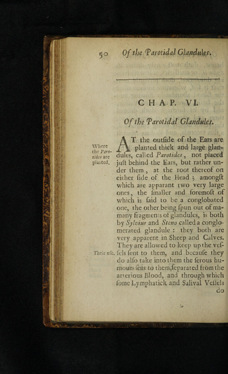 — i -n .~ r f * • , ’ » » ' CHAP. VI. ' ” * • 1 ‘ , •, •» t - Of the *Parotidal Glandules. AT the outfide of the Ears are planted thick and large glan- tiiexarc dules, called Parotides, not placed planted, juft behind the Ears, but rather un¬ der them , at the root thereof on either fide of the Head 5 amongft which are apparant two very large ones, the (mailer and lorcmoft of which h faid to he a conglobated one, the other being fpun out of ma- many fragments ot glandules, is both by Sylvius and Steno called a conglo¬ merated glandule : they both are very apparent in Sheep and Calves. They are allowed to keep up the vef- Their tifc. (els fent to them, and becaufe they do aifo take into them the ferous hu¬ mours fent to themXeparated from the arterious Blood, and through which fomeLymphatick and Salival Veiiels ' ' do