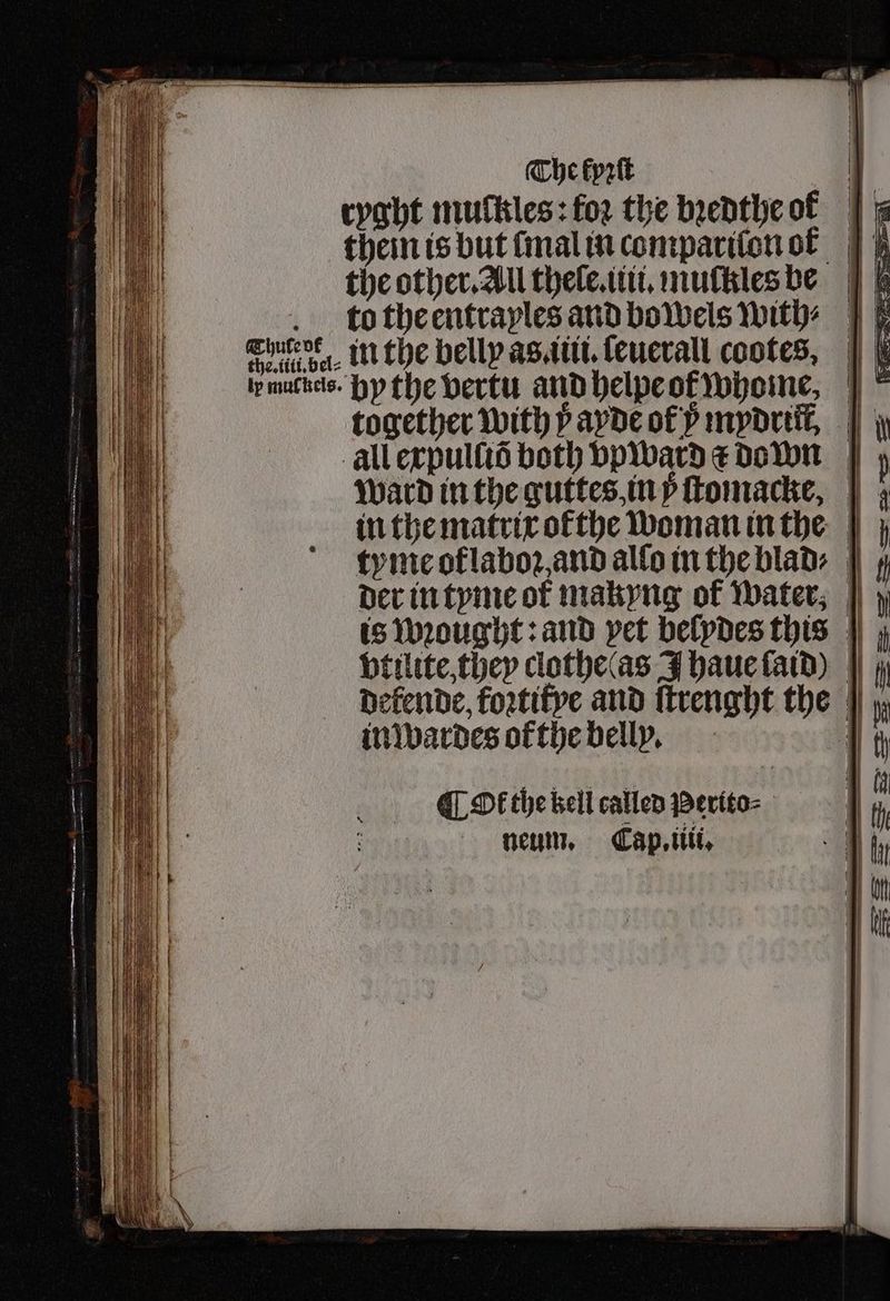 The kyꝛſt | ryght muckles: foz the bꝛedthe ok them is but mal in compariſon ok the other. All thele.iiii. muſkles be to the entrayles and bo wels with⸗ emer, in the belly as. iii. ſeuerall cootes, ir murüels. bythe vertu and helpe ot who me,. together with ÿ ayde ol ÿ mydrifl, all expulſiõ both vp ward r down Ward in the guttes, in ÿ ſtomacke, , in the matrix ofthe woman in the tyme oflaboꝛ, and alſo in the blad⸗ 4 der in tyme of makyng of water, is wꝛought: and vet belydes this vtilite, they clothe tas J haue ſaid) Defende, foꝛtitye and ſtrenght the inwardes ofthe belly. q