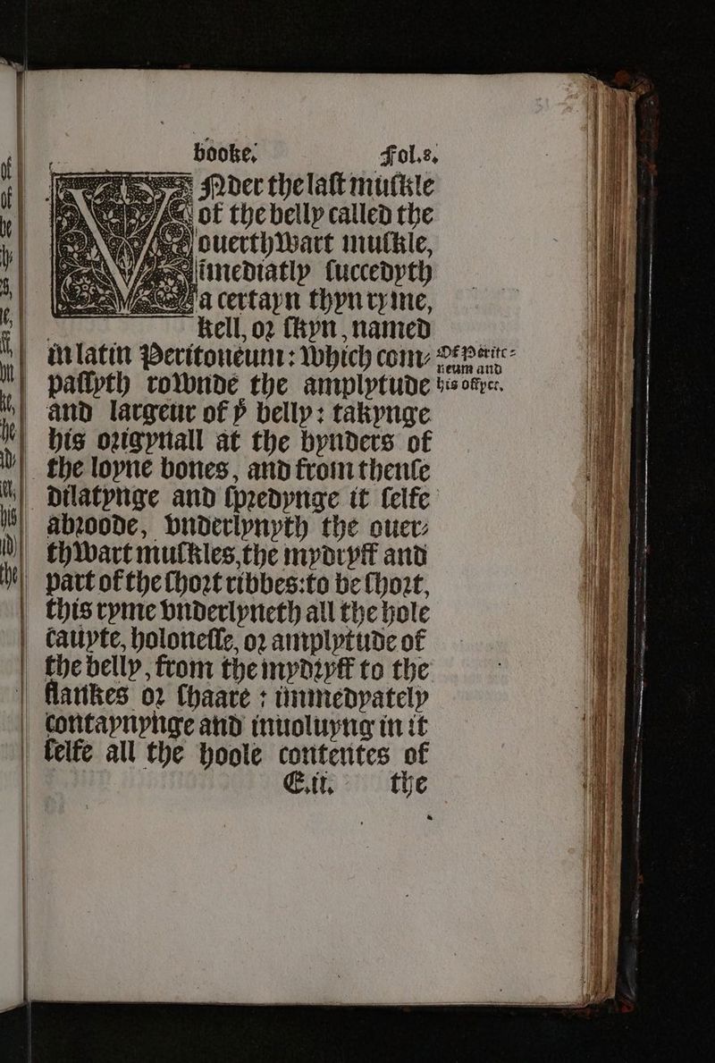 re Bes Moder the laſt mulkle Fe, ot the belly called the 11 £7. te SN. 7 N 2 acertapn thyn ty ine, Kell, oꝛ (Ryn , named — | and largeur of 5 belly: takynge th wart mulkles, the mydryff and bart of the ſhoꝛt ribbes:to be Mort, | caupte, bolonefie, oꝛ amplytude of he belly, from the mydꝛyff to the | flatikes oꝛ chaare: unmedyately | contapnypnge and inuoluyng in it kelfe all the hoole contentes of E. it. the