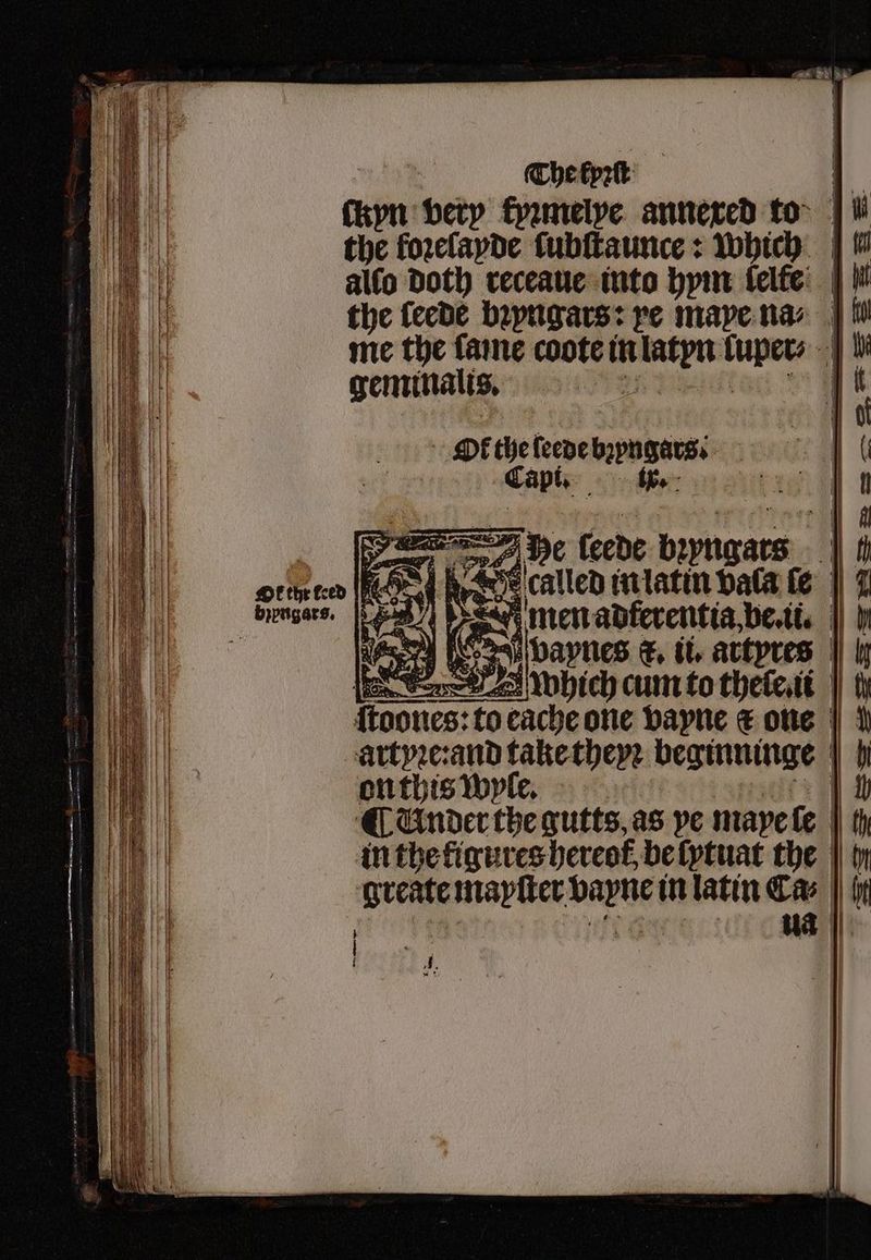 aer cayn very kyꝛmelye annexed to the foꝛelayde ſubſtaunce: which allo Doth receaue into hym ſelfe geminalis. Ok 5 ſeede bon derbi 5 he (cede bryngars 8 2 8 cache one vayne € one artyꝛe:and take theyꝛ beginninge on this wyle. ¶ Under the gutts, as ve maye ſe in the figures hereot, be ſytuat the gveate mapſter wat in latin Cas ua a —