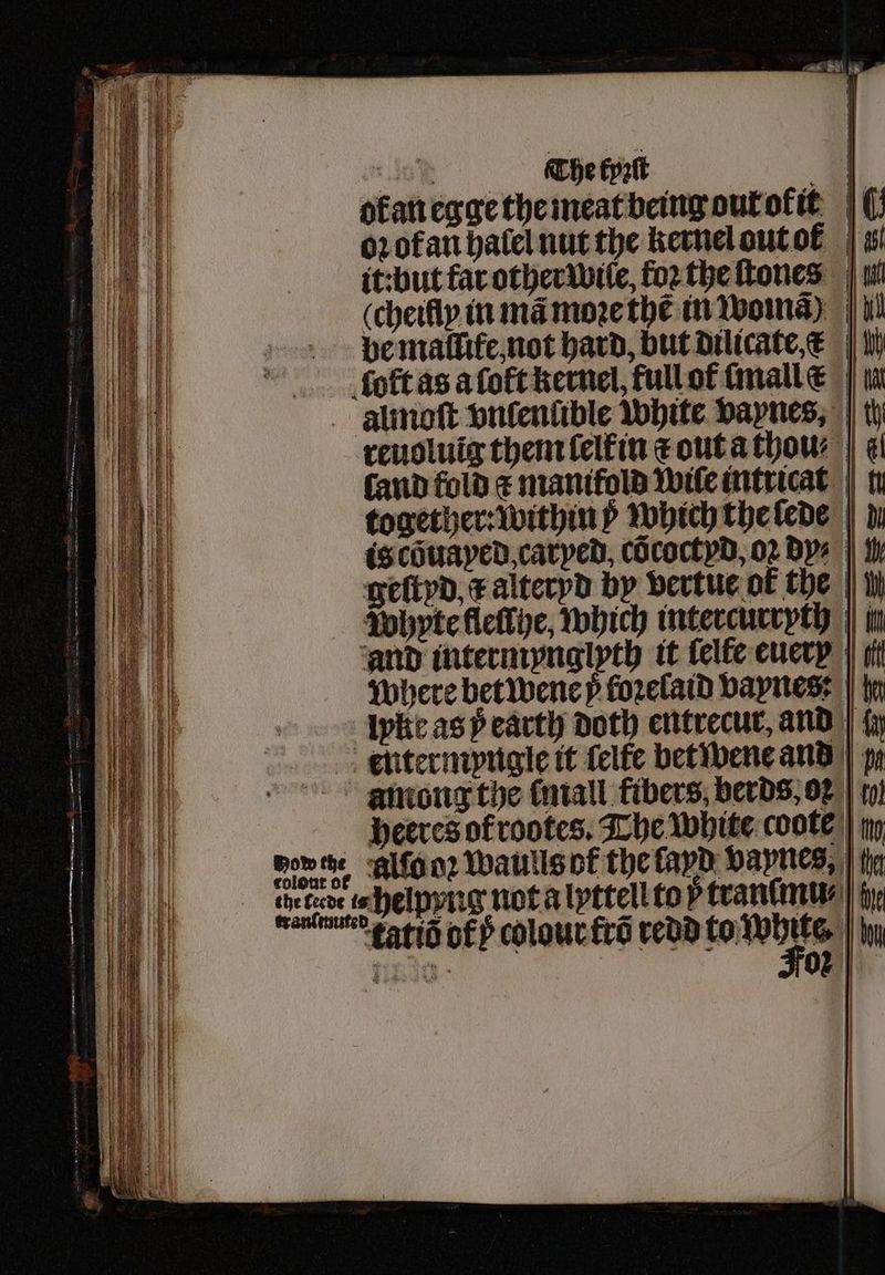 40 f The kyzſt at ofan egge the meat being out olit \ oꝛ otan halel nut the kernel out of it:but far other wile, foꝛ the ſtones 1 cheifly in ma moꝛe thẽ moma) |i) be mallile, not hard, but dilicate,€ |i ſolt as a ſolt kernel, full of tmallé | i almoſt vnlenũble white vaynes, reuoluig them ſelfin ẽ out a thou Cand fold manifold Wile intricat together: within ÿ which the lede by is cõuayed, caryed, cõcoctyd, 02 Bys | th geſtyd, alteryd by vertue o€ the Whyte Melle, which intercurryth in and intermynglyth it felfe euer | tit where bet wene p loꝛelaid vaynes: hh lpke as 5ᷣ earth doth entrecur, and in entermpngie it ſelte bet wene and mnmong the (mall fibers, berds, 02 | 19} heeres of rootes. The White coote | ty month align? waulls of the ſayd vaynes, tha duenne Helprlig not a lyttell to trancmu⸗ iy